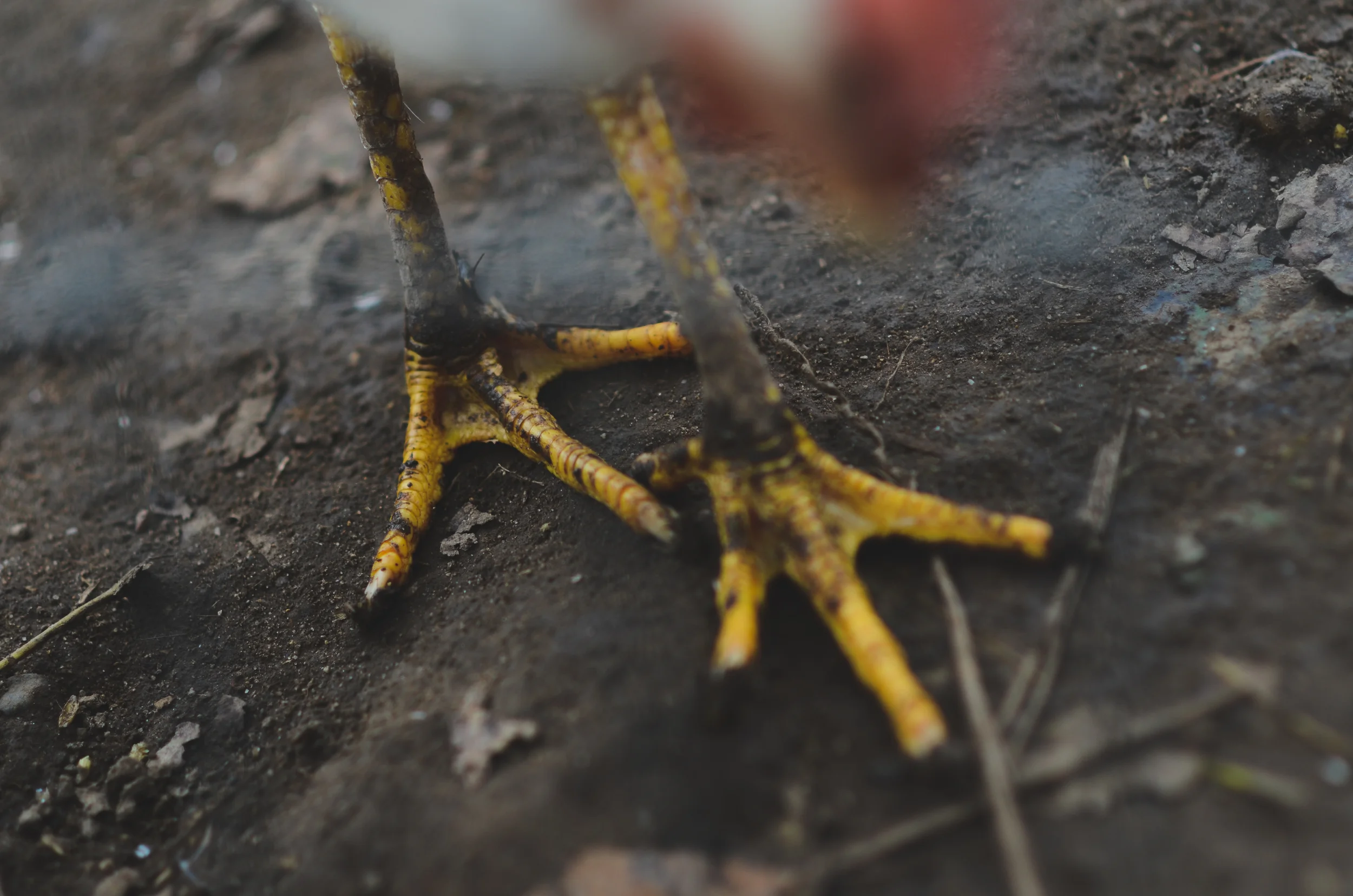 Beautiful chicken feet