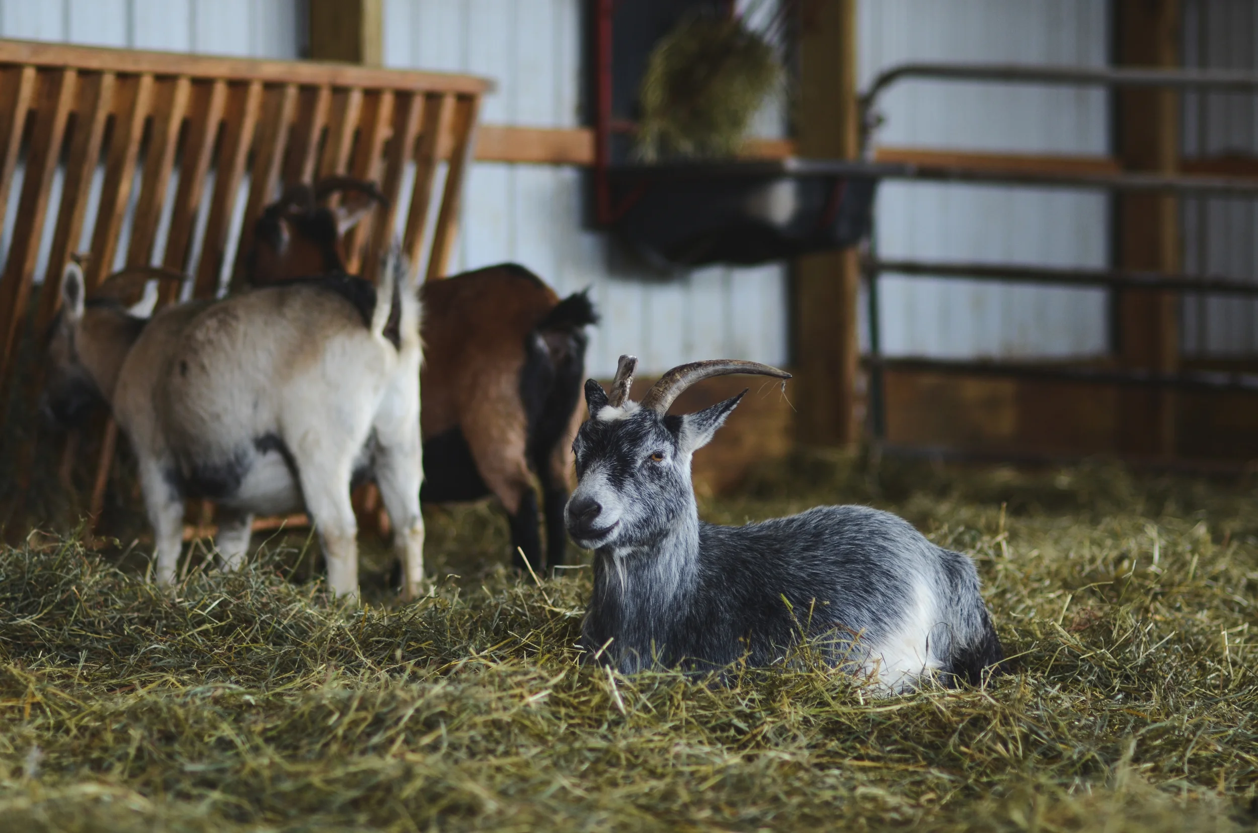 Goat and miniature horse barn