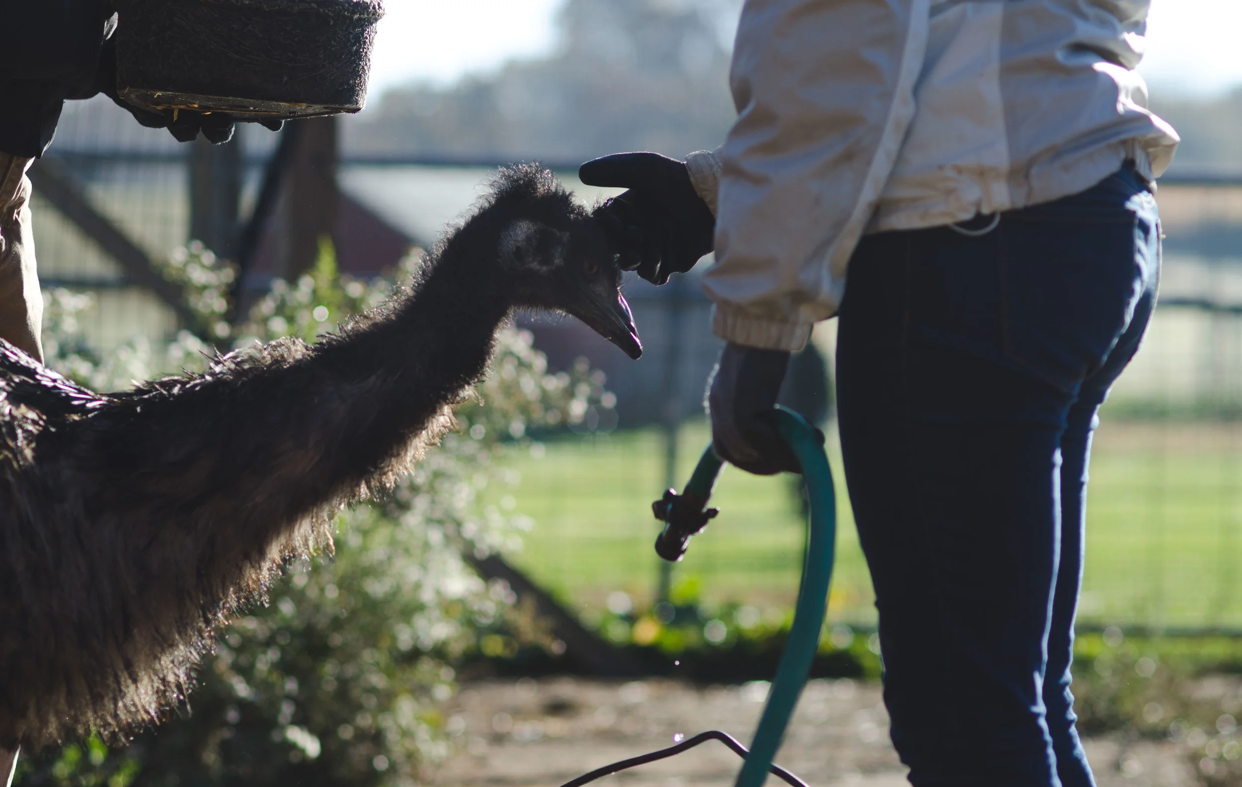 The emu was very affectionate...she had lost her mate and had become depressed but is now returning to her lively self