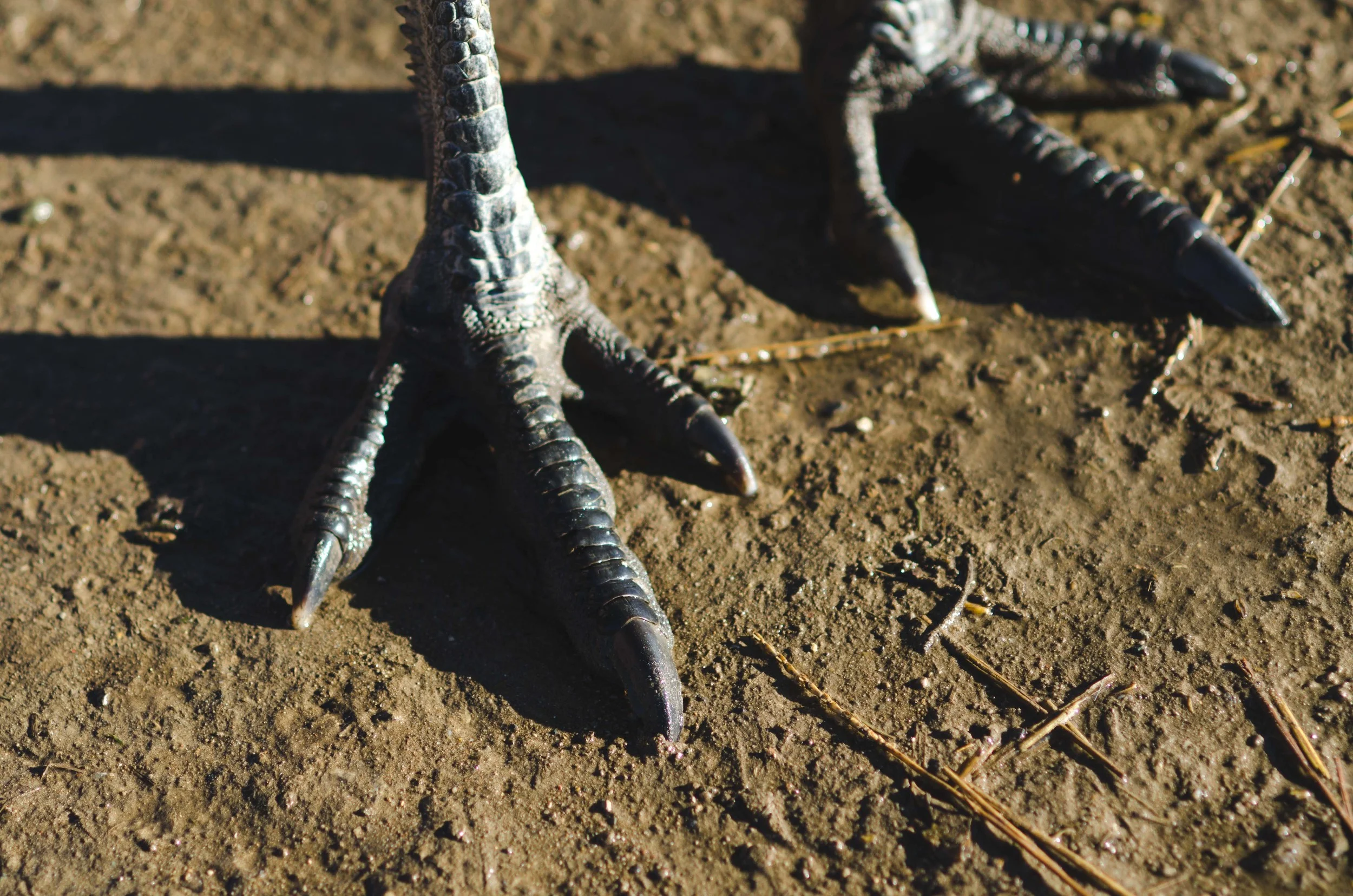 Emu feet