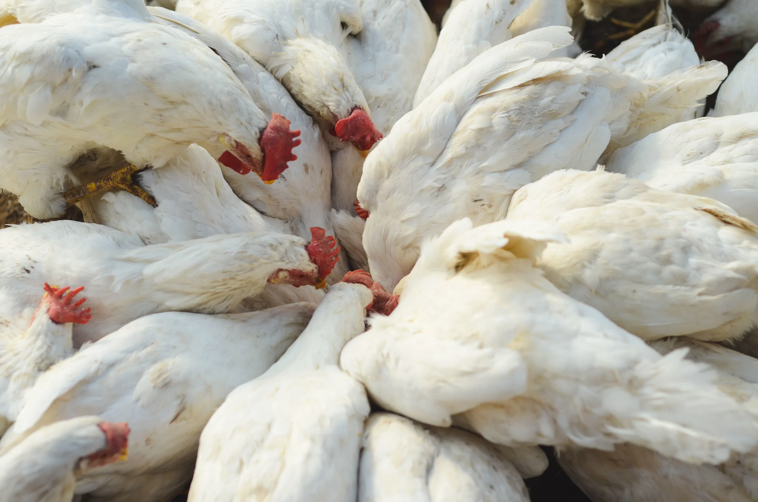 Clamouring for scrambled eggs. All volunteers on the farm eat a plant-based diet (including everyone in our group for the time we were there), and so the chickens get the nutrients in the eggs they lay fed back to them.