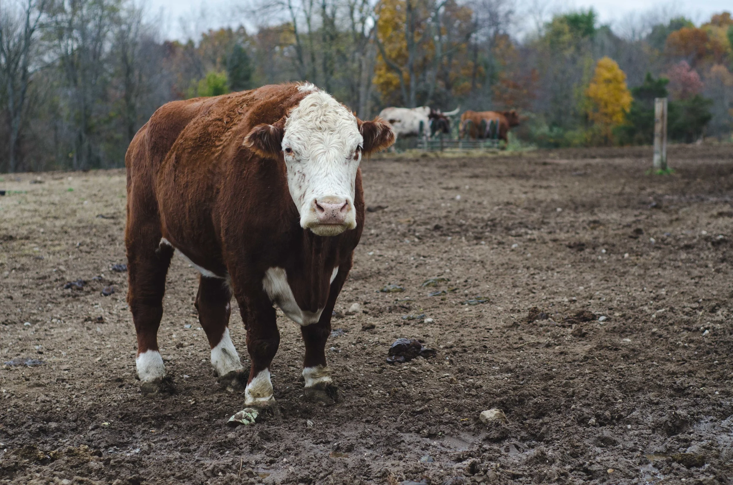 Do you have food? // SASHA is a bit unusual in that they have 30 rescued cattle, which involves a lot of work (also, lots of hay is involved). A $5 donation can buy a 50lb (22kg) bag of food, or almost two bales of hay. Donations (link here ) go directly to SASHA. 