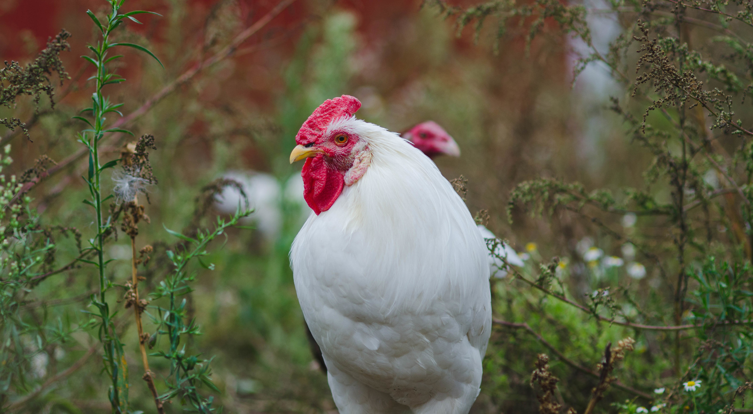 What is life without a portrait of a chicken? Photographed at Sasha Farm in Manchester, Michigan