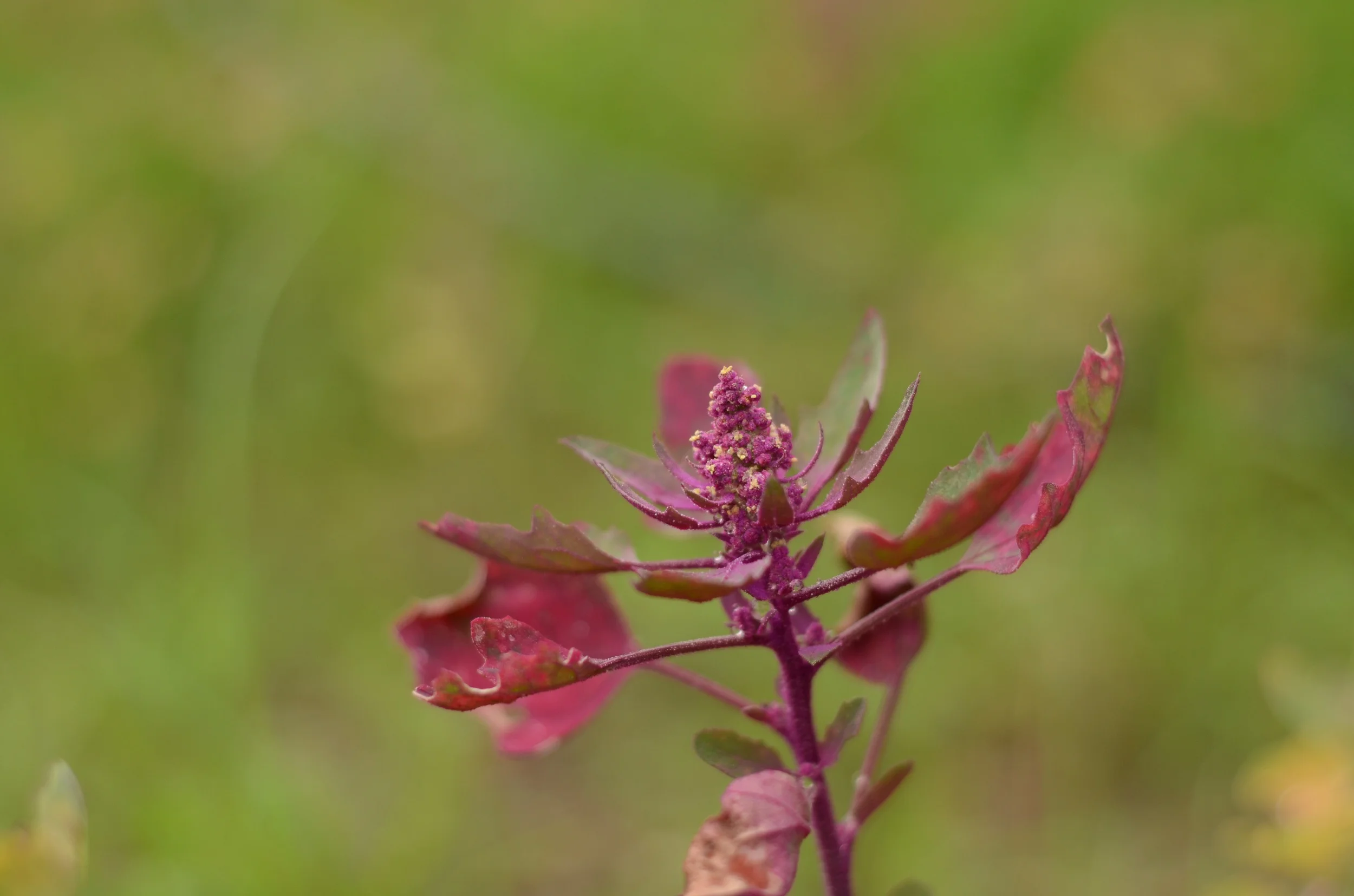 Quinoa plant