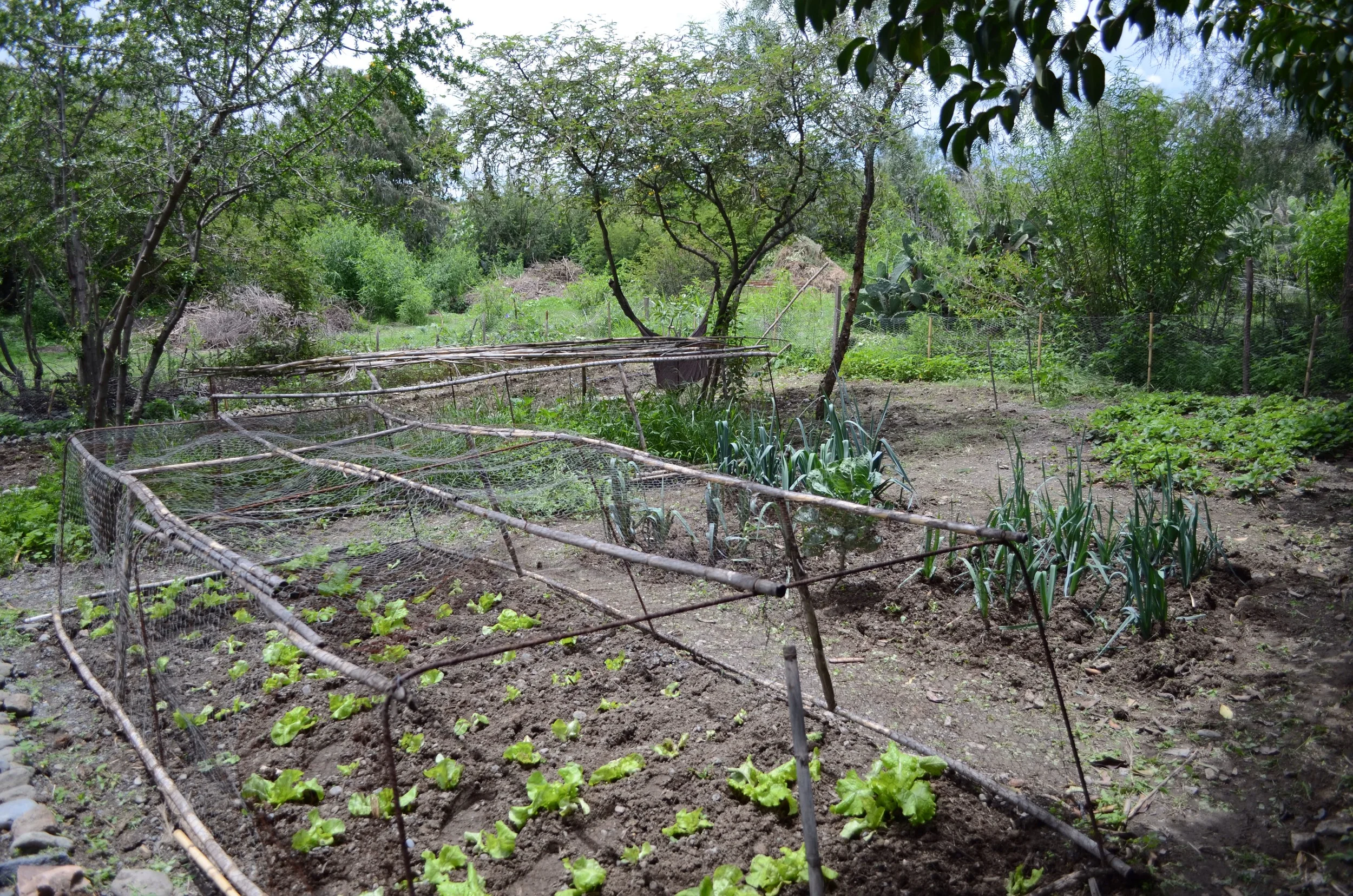 Main garden with lettuce, pole beans, onions, potatoes, strawberries, and squash