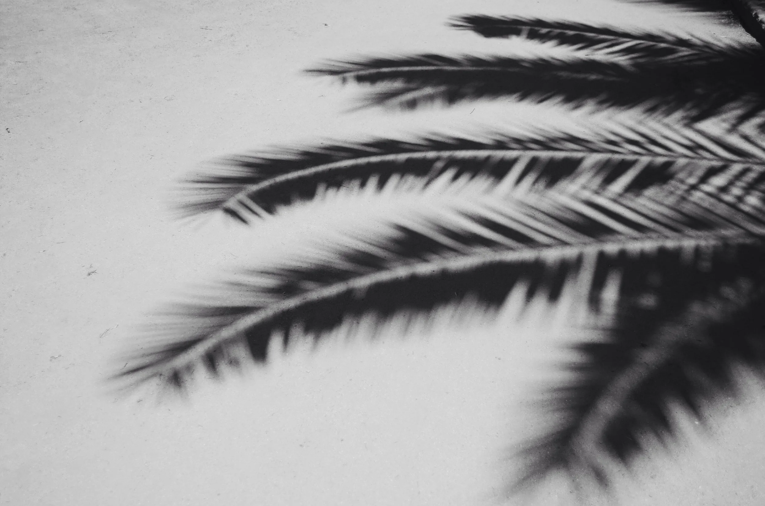 Shadow of a palm tree on the concrete in Parque Uruguay