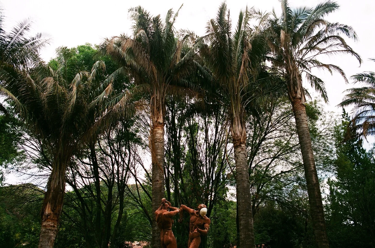 35mm film. taken in the Botanical Gardens of Cochabamba