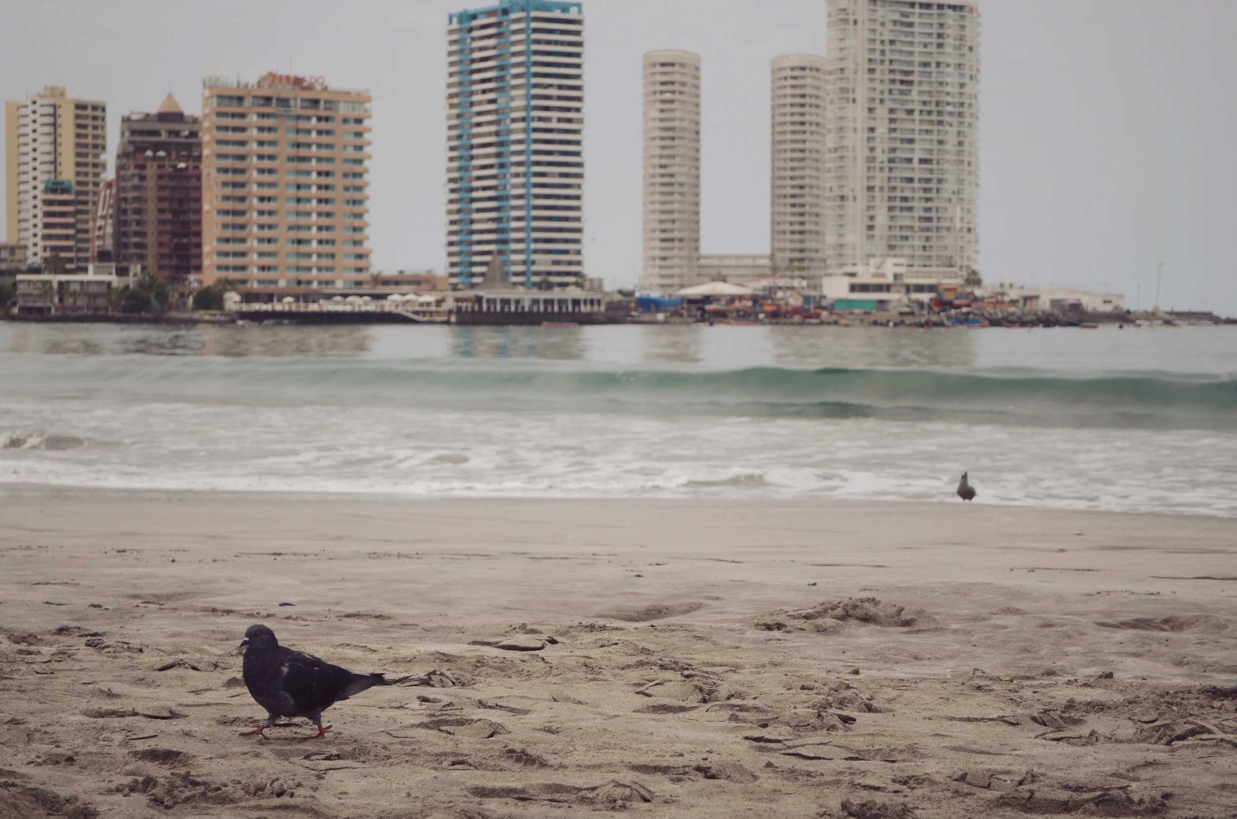 Mister pigeon on a cloudy morning shoreline // 5 april 2015