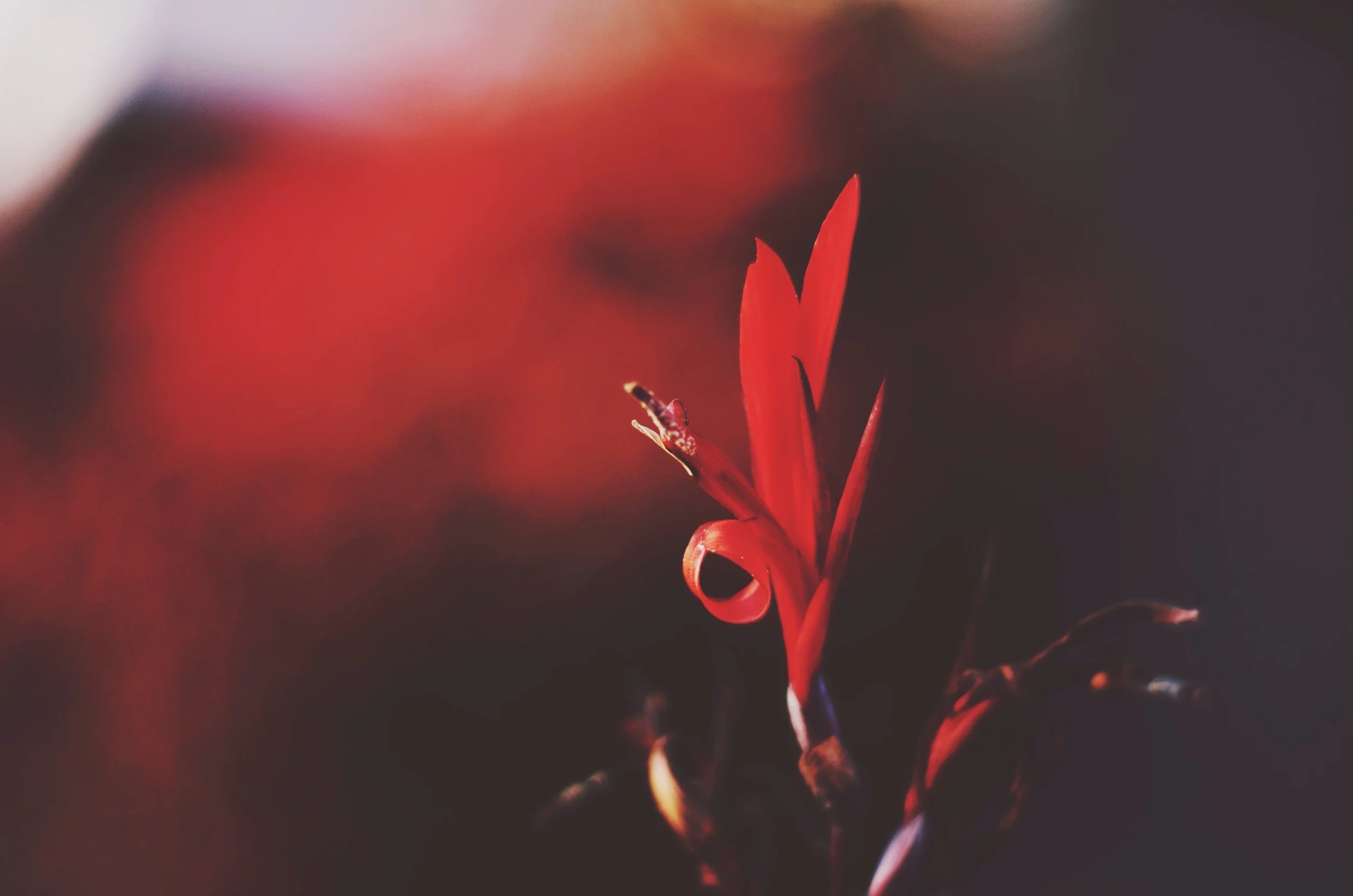 Fire plant in Villa Frei // 27 may