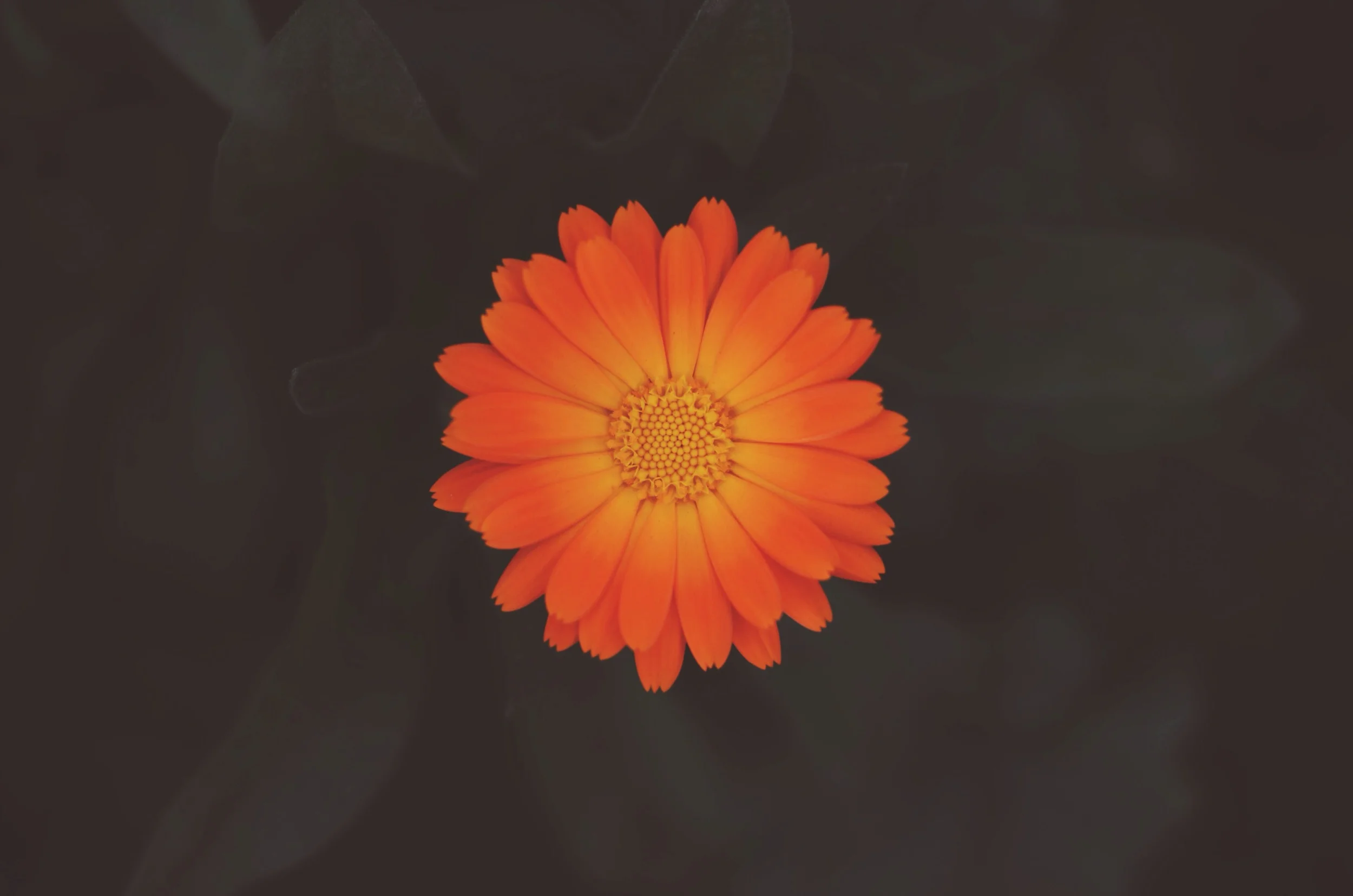 Found a patch of flowers near the neighboring apartment complex // 27 may