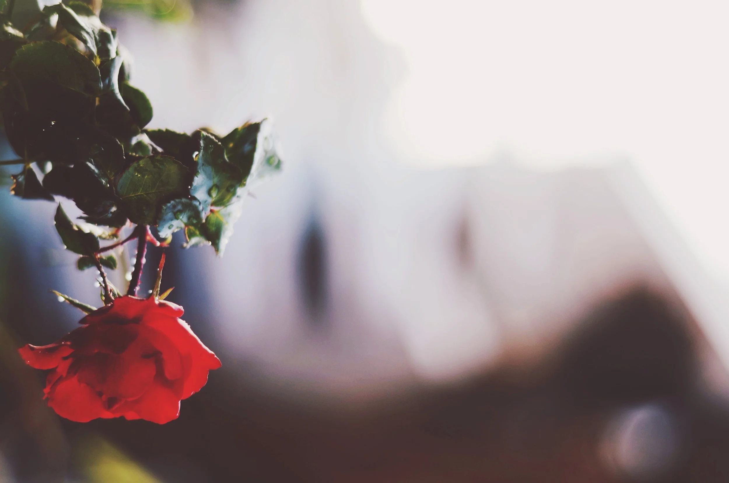 Rose in the window pot shelf // 27 may