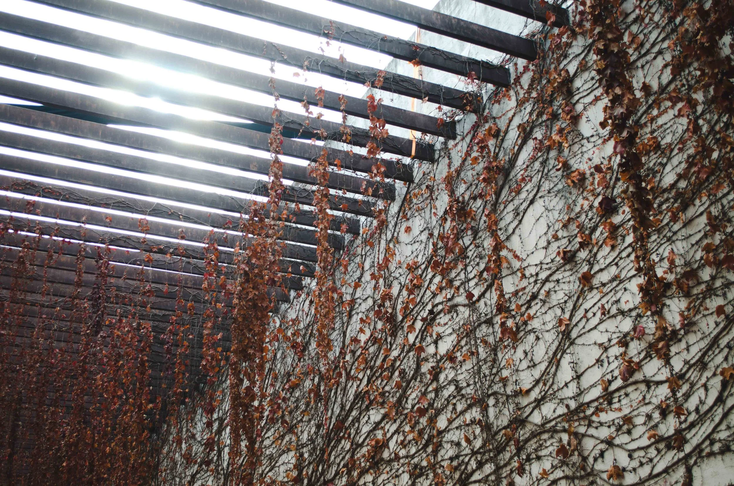 vines draped over the courtyard trellis