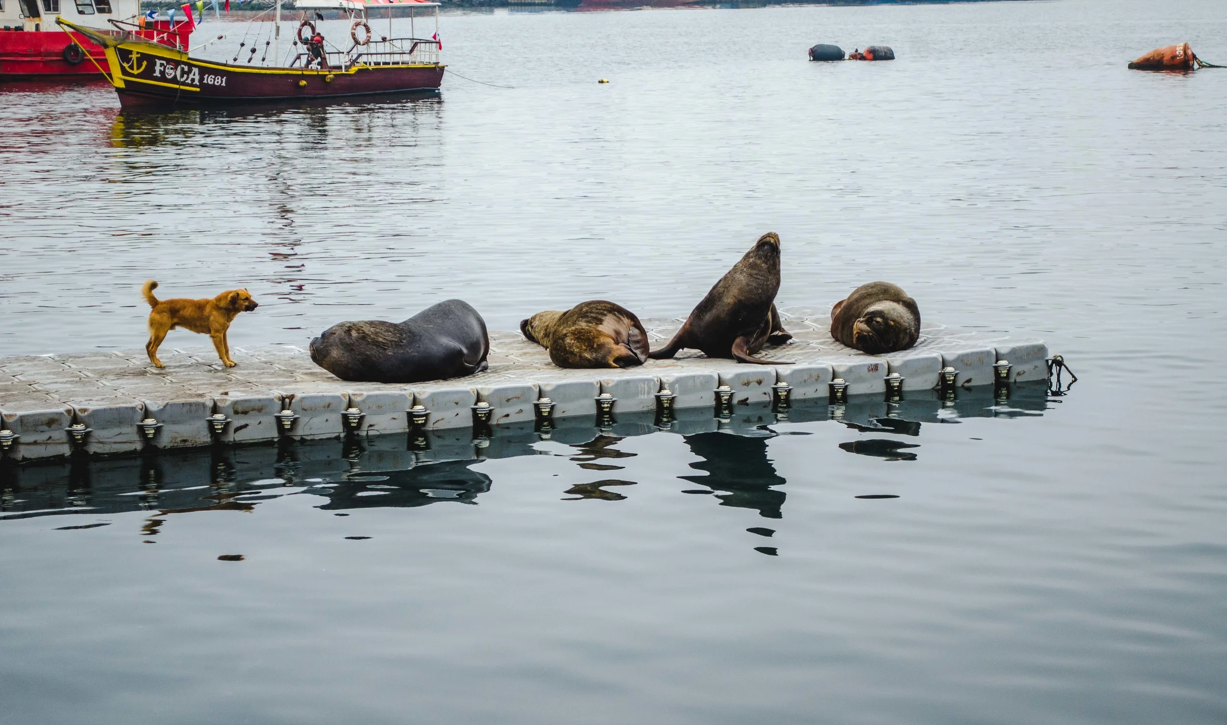 yes, good idea. bark at the heavy disgruntled sea lions. // 23rd july