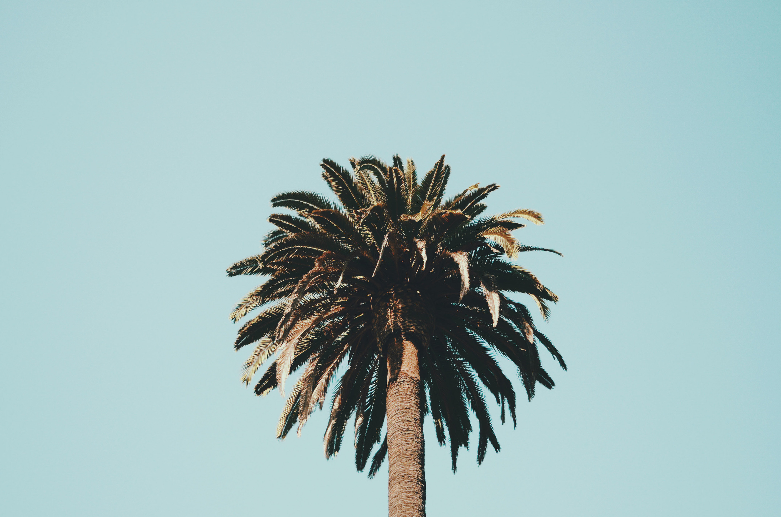  Palm tree at Parque Quinta Normal in Santiago 