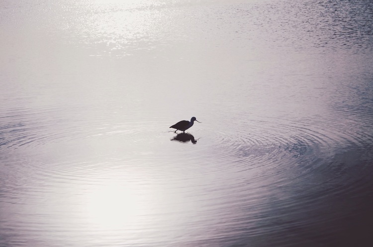  Wildlife in the lagoon of the Salt Flats 