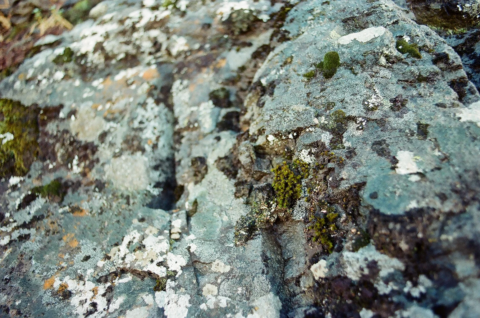 Moss