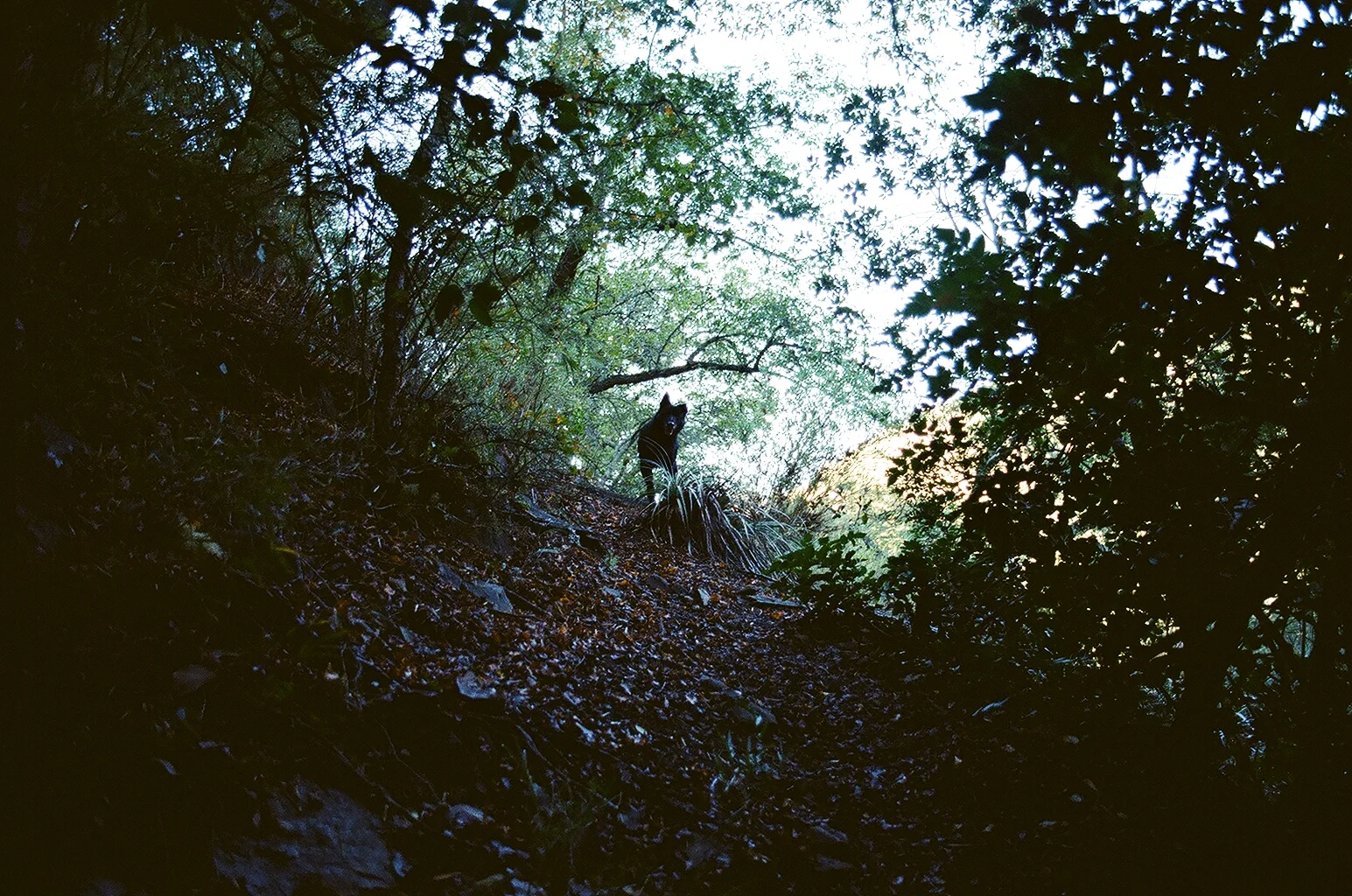 This dog accompanied us all the way on our hike