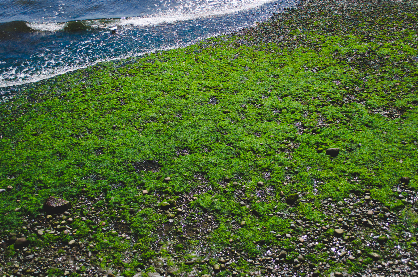 algae on the shore during low tide in Chacao