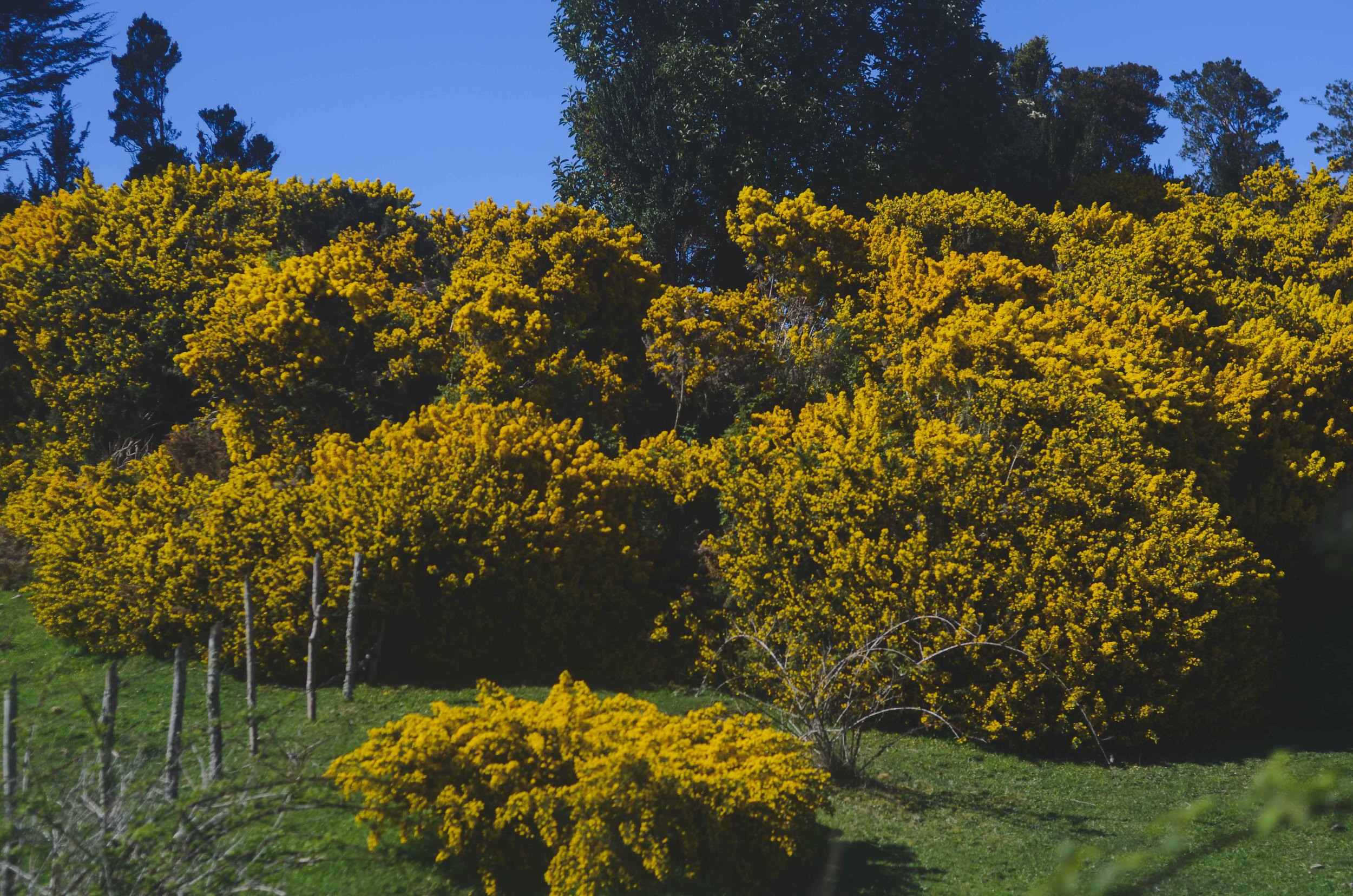 yellow flowers blooming all over the island