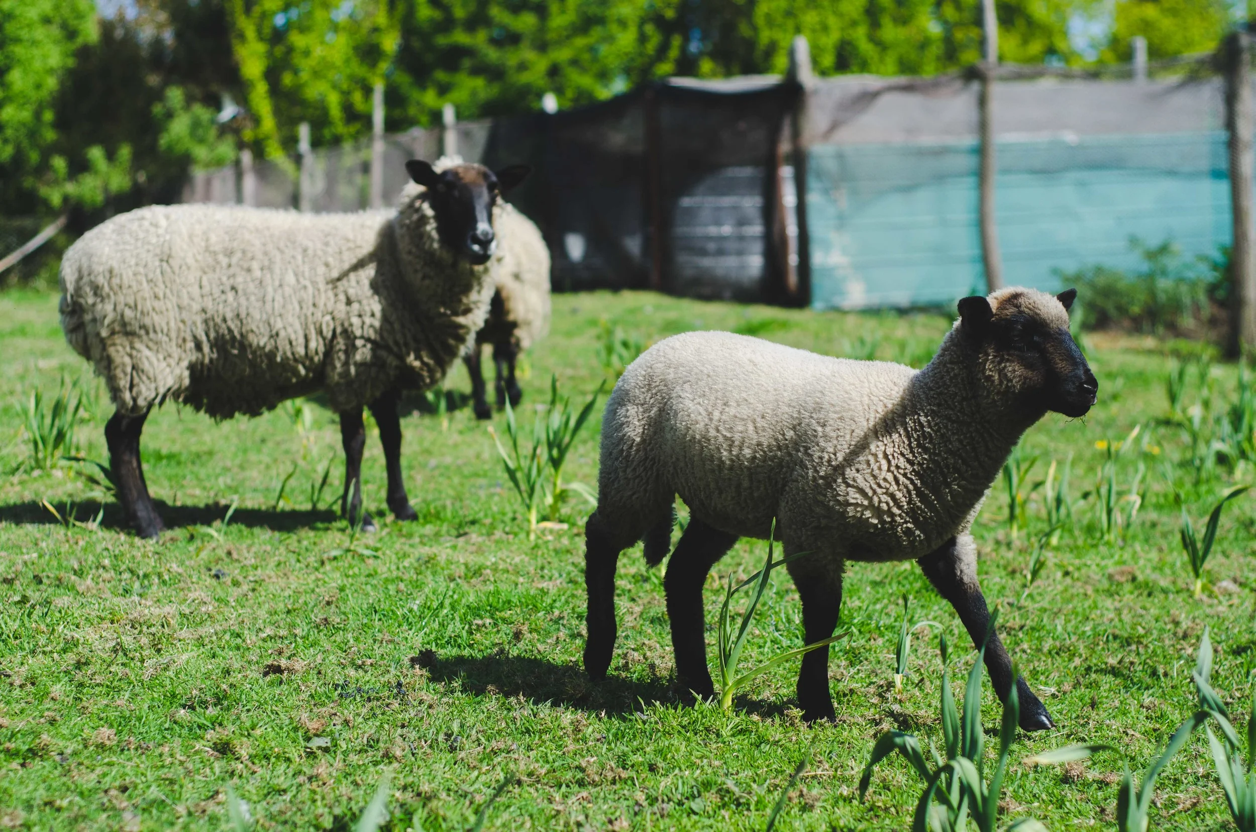 sheep of a family in Rilan. we had a traditional lunch with them - Pulmay - and got a tour of their small farm
