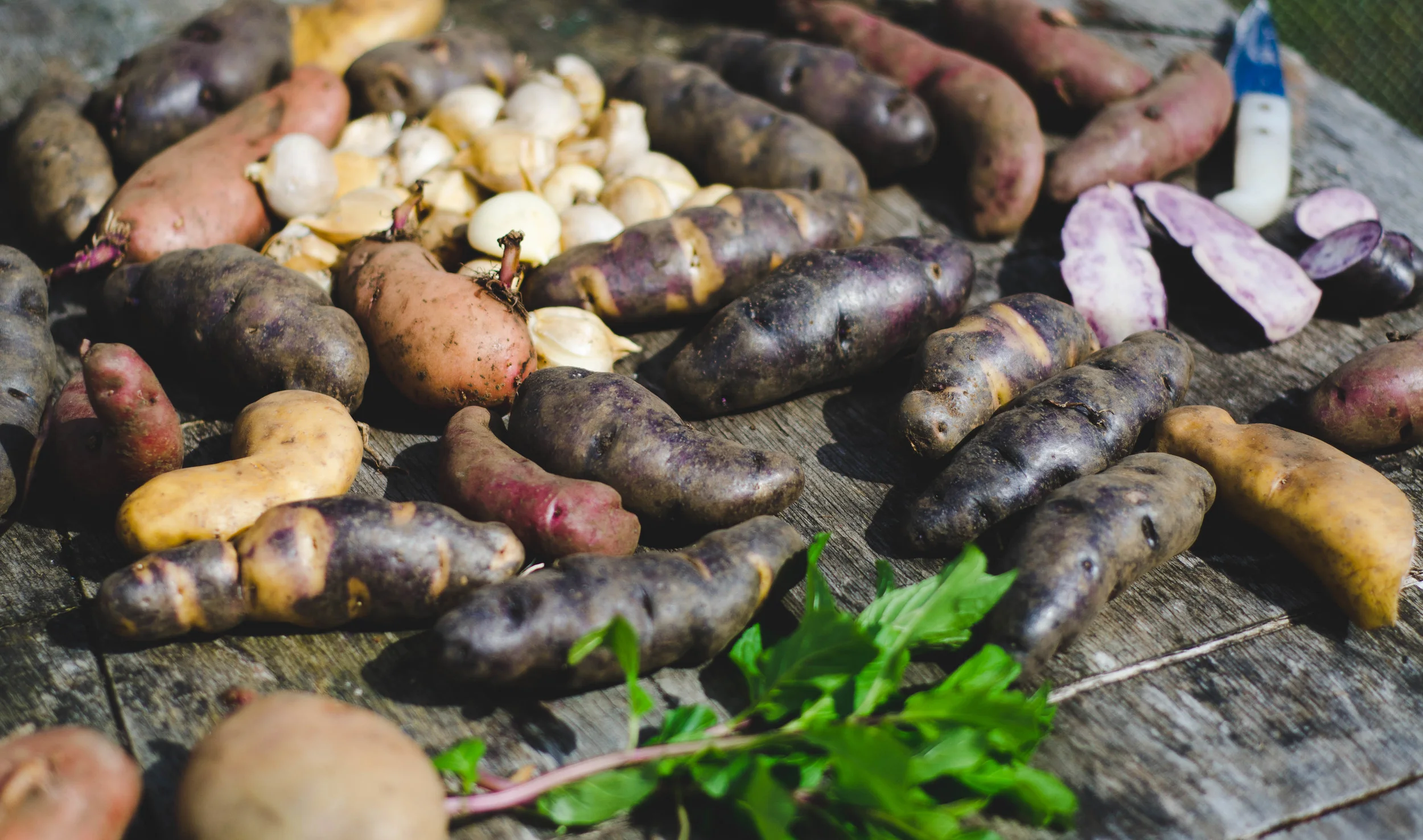 There are 286 varieties of potatoes native to Chiloé. The high cost of wheat flour on the island makes potatoes an especially important part of the diet. Source (in spanish, via Concha y Toro winery).