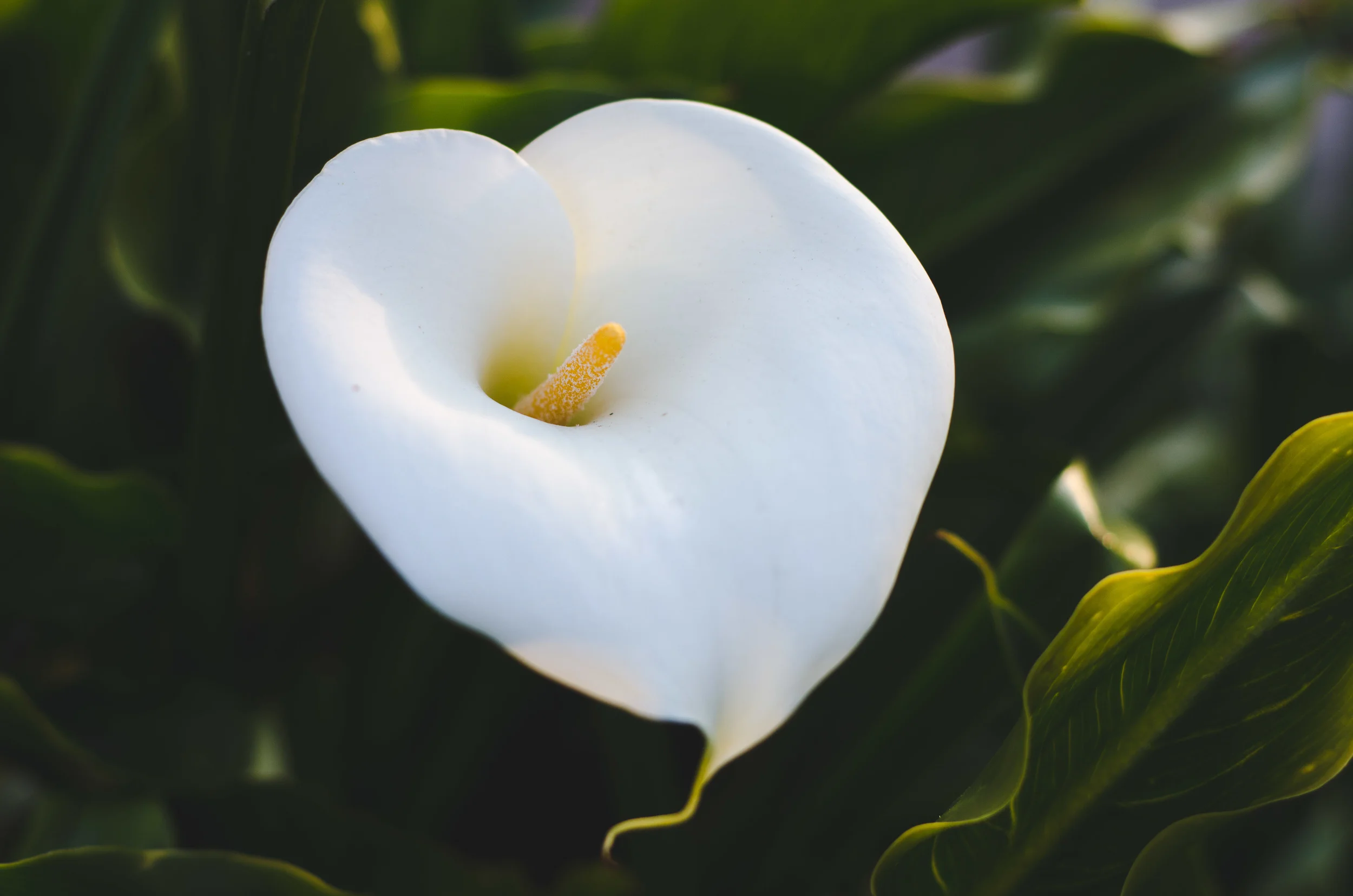 a flower outside our cabins in Narcón, just south of Castro