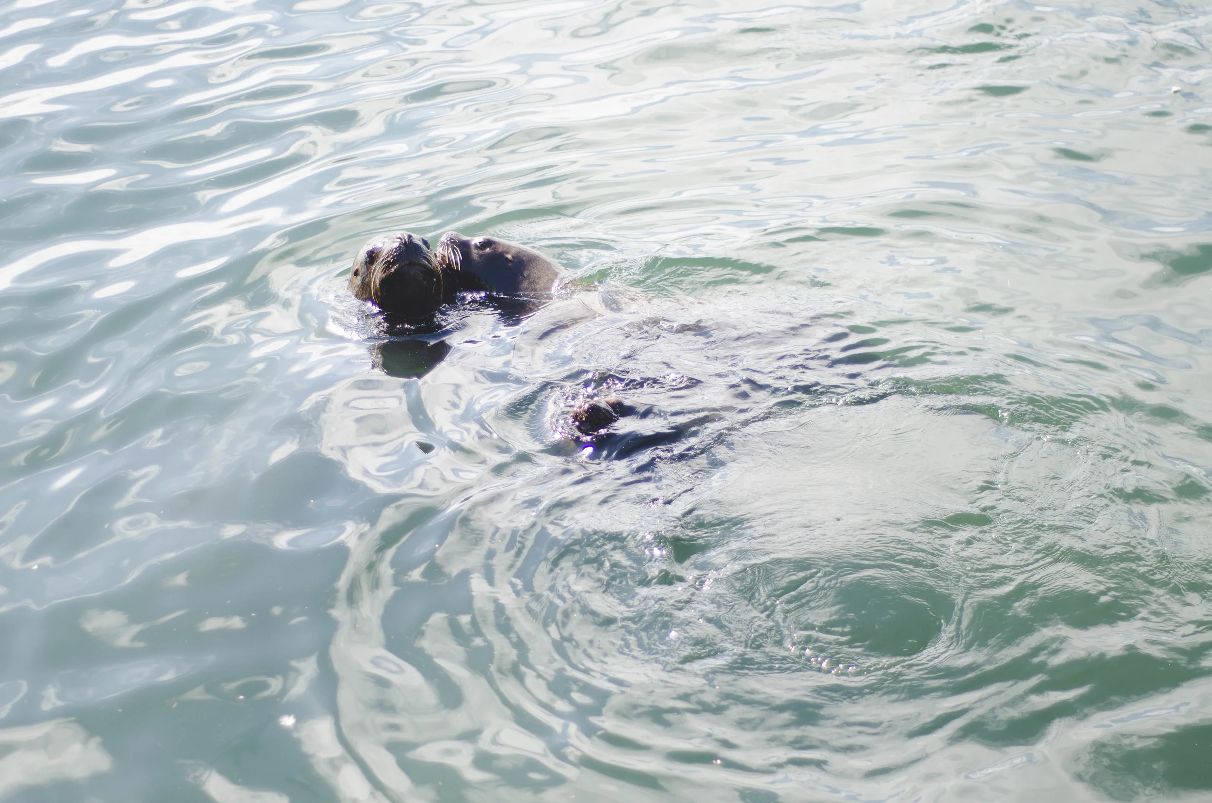 sea lion snuggles