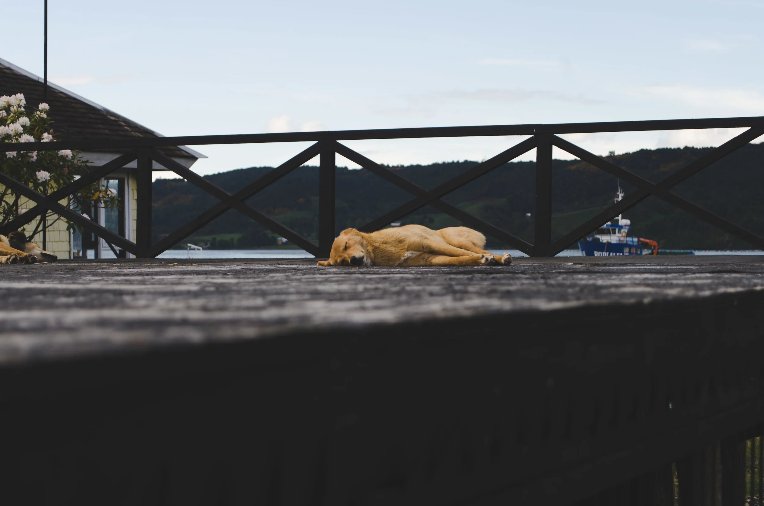 street dog napping by the bay