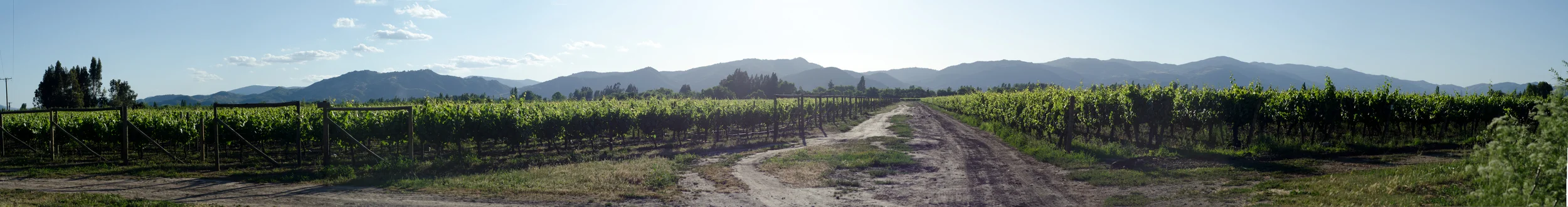Vineyards in Santa Cruz // 27 november