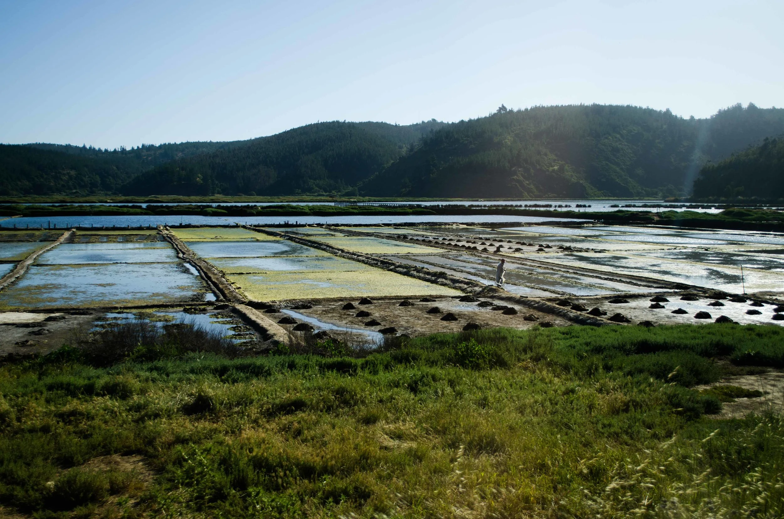 Salt harvesting // 28 november