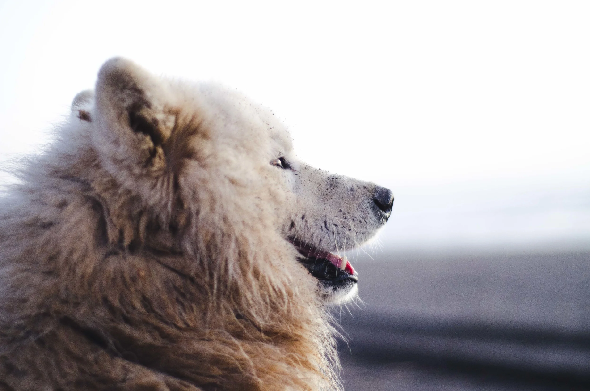 Pensive dog // 28 november