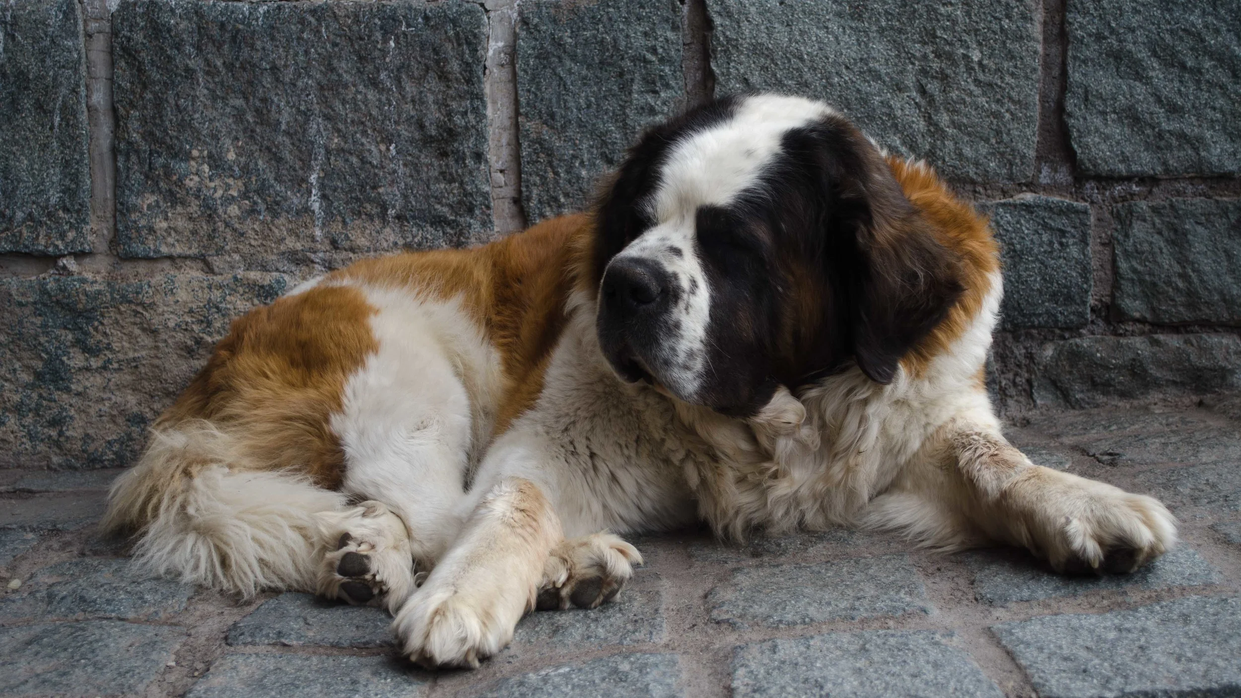 The beautiful big dog of Ski Portillo // El grande y lindo perro de Ski Portillo