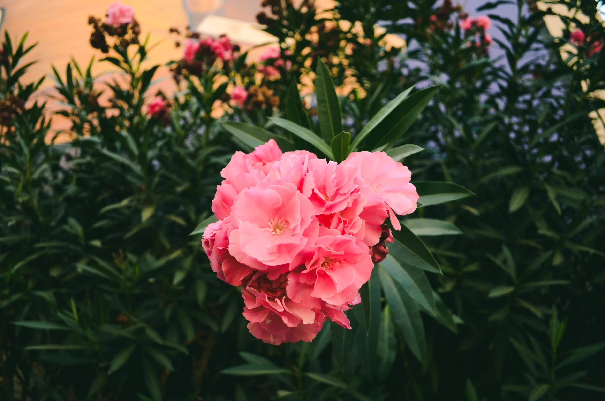  Flowers outside the Bellas Artes metro stop. 