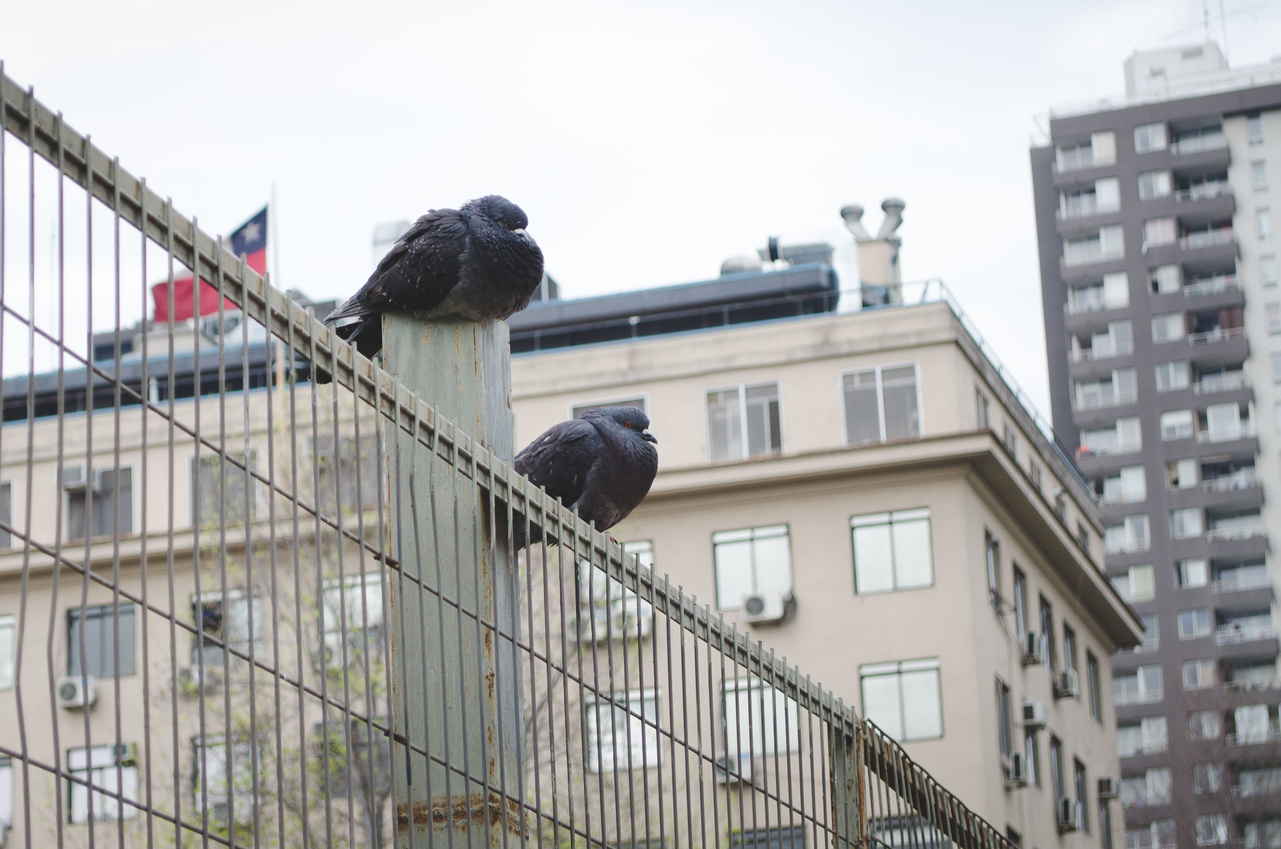  Two pigeons nap near Paseo Bulnes in Santiago 