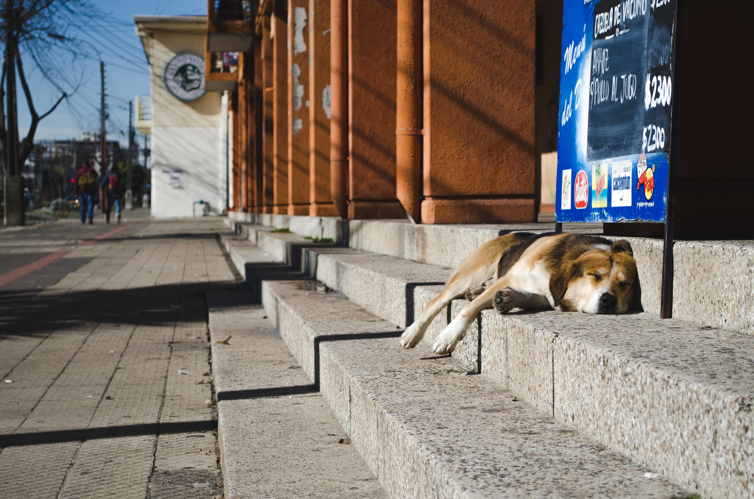  A street dog naps in Talca, Chile 