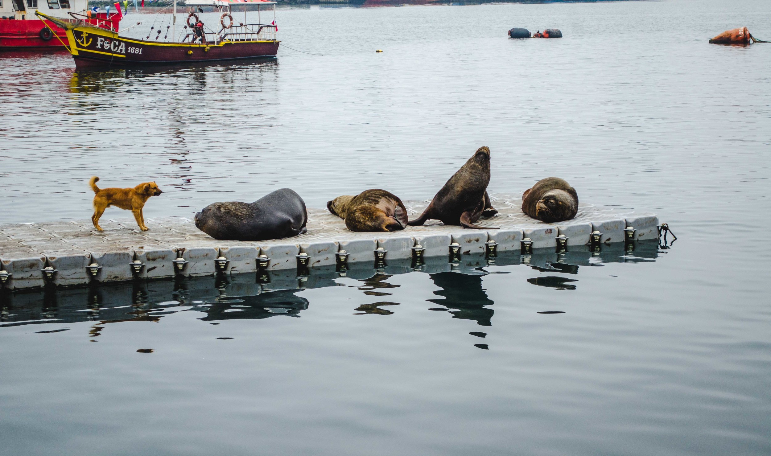  A street dog barks at sea lions in Talcahuano, Chile 