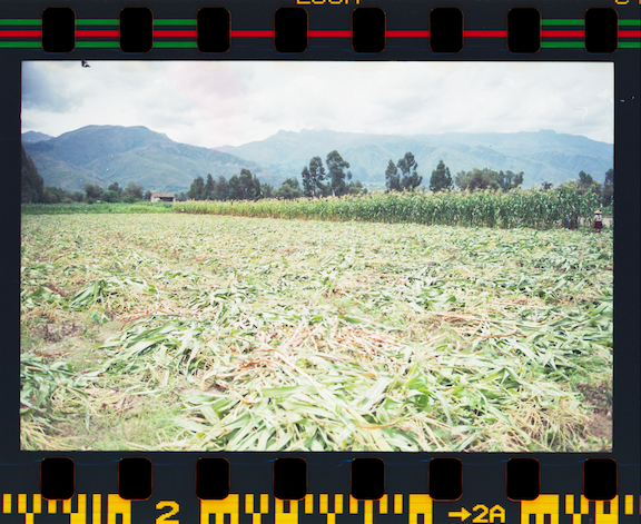  After shot: harvesting  choclo  (corn) by hand 