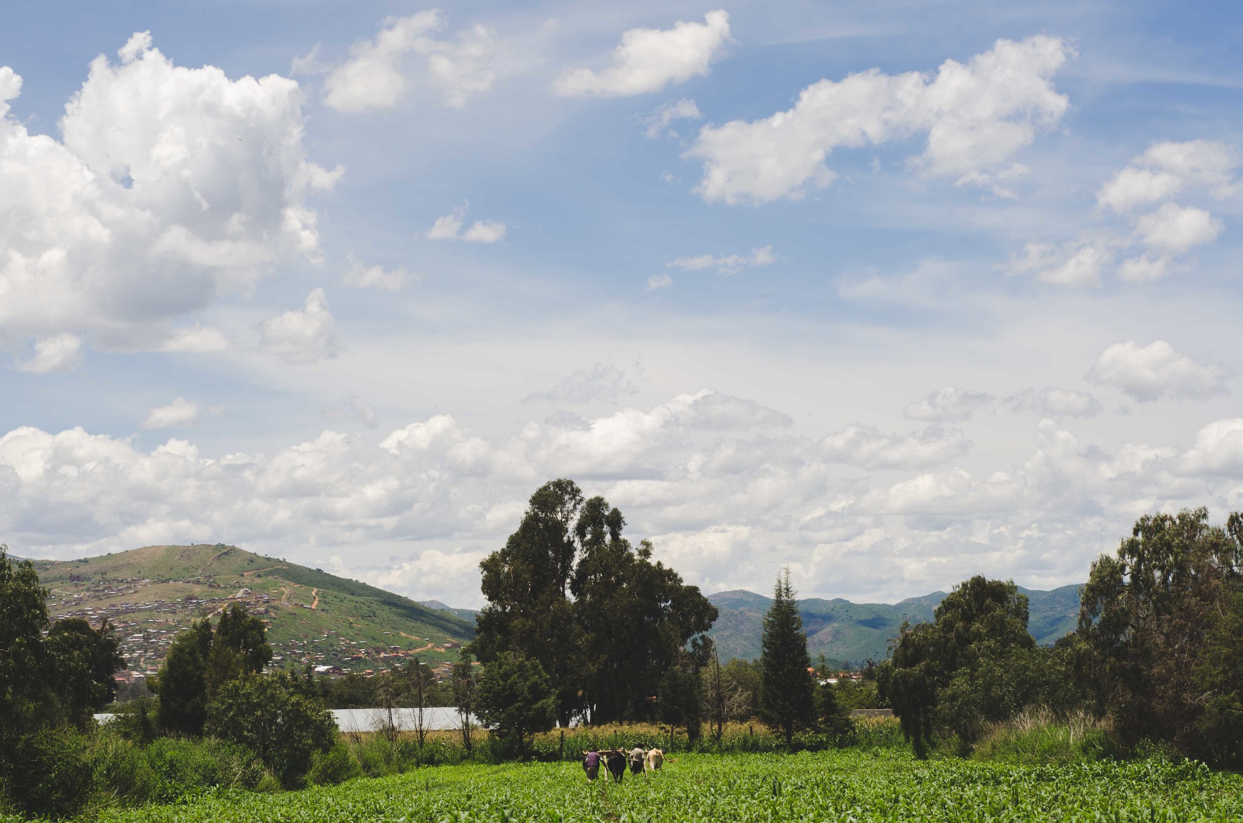  Farm in Vinto 