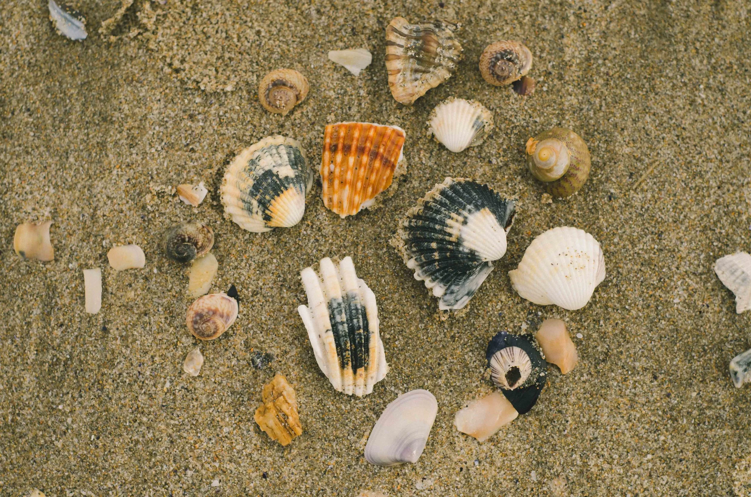 march 5 // a collection on the beach
