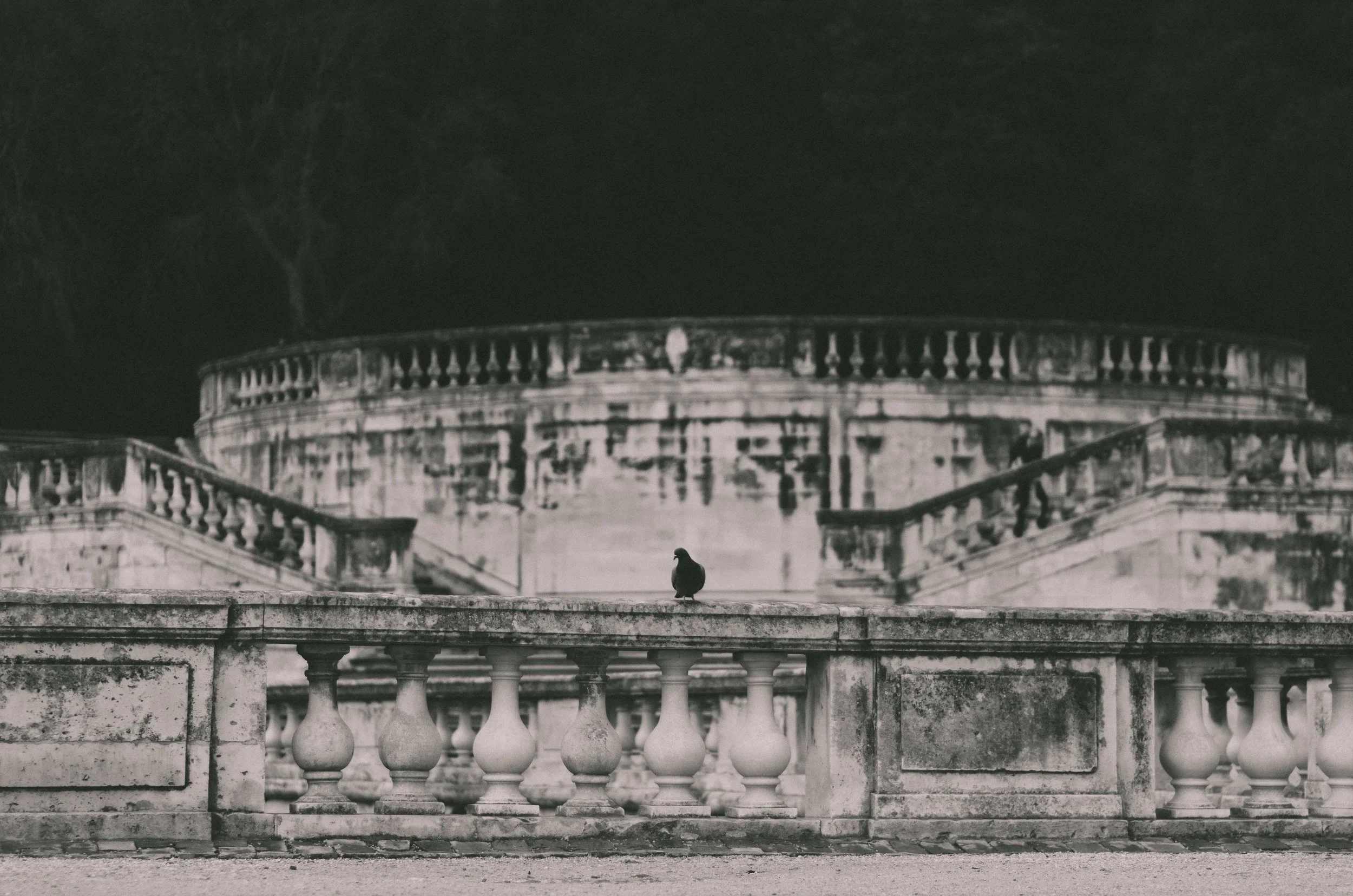 march 6 // pigeon staredown
