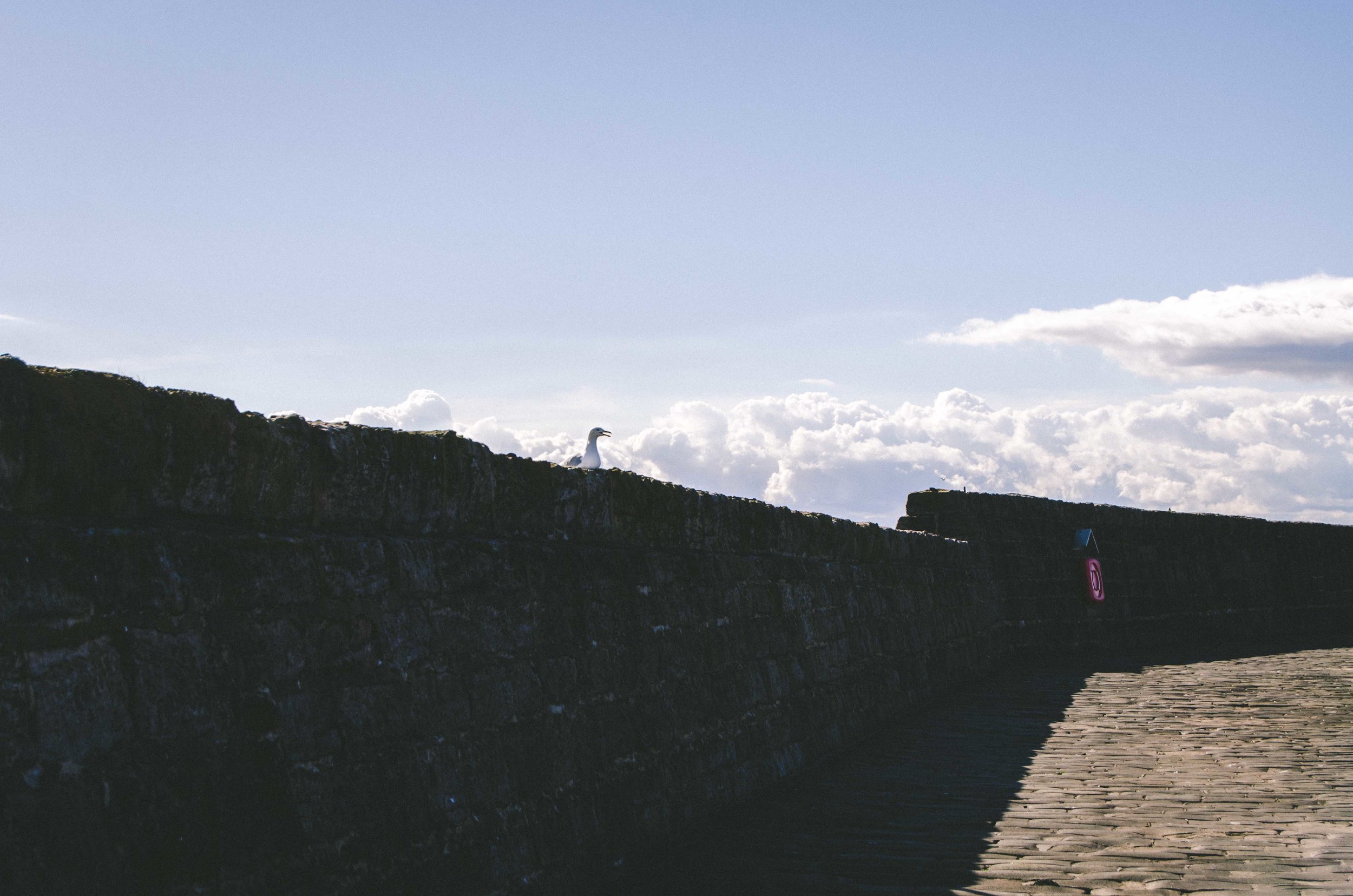 Anstruther harbor gulls