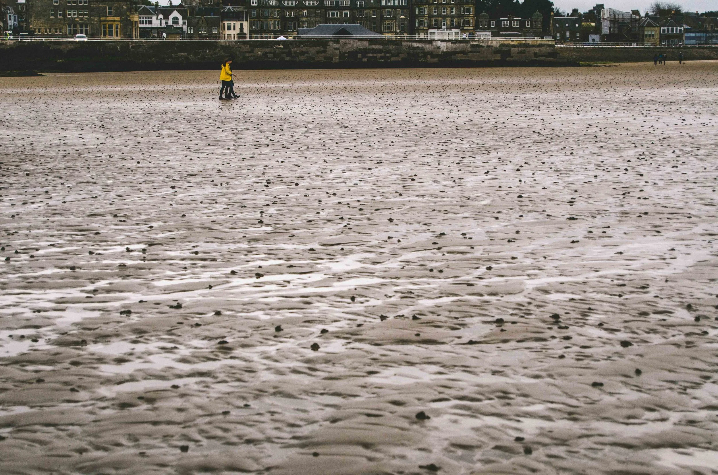 Yellow jacket on West Sands