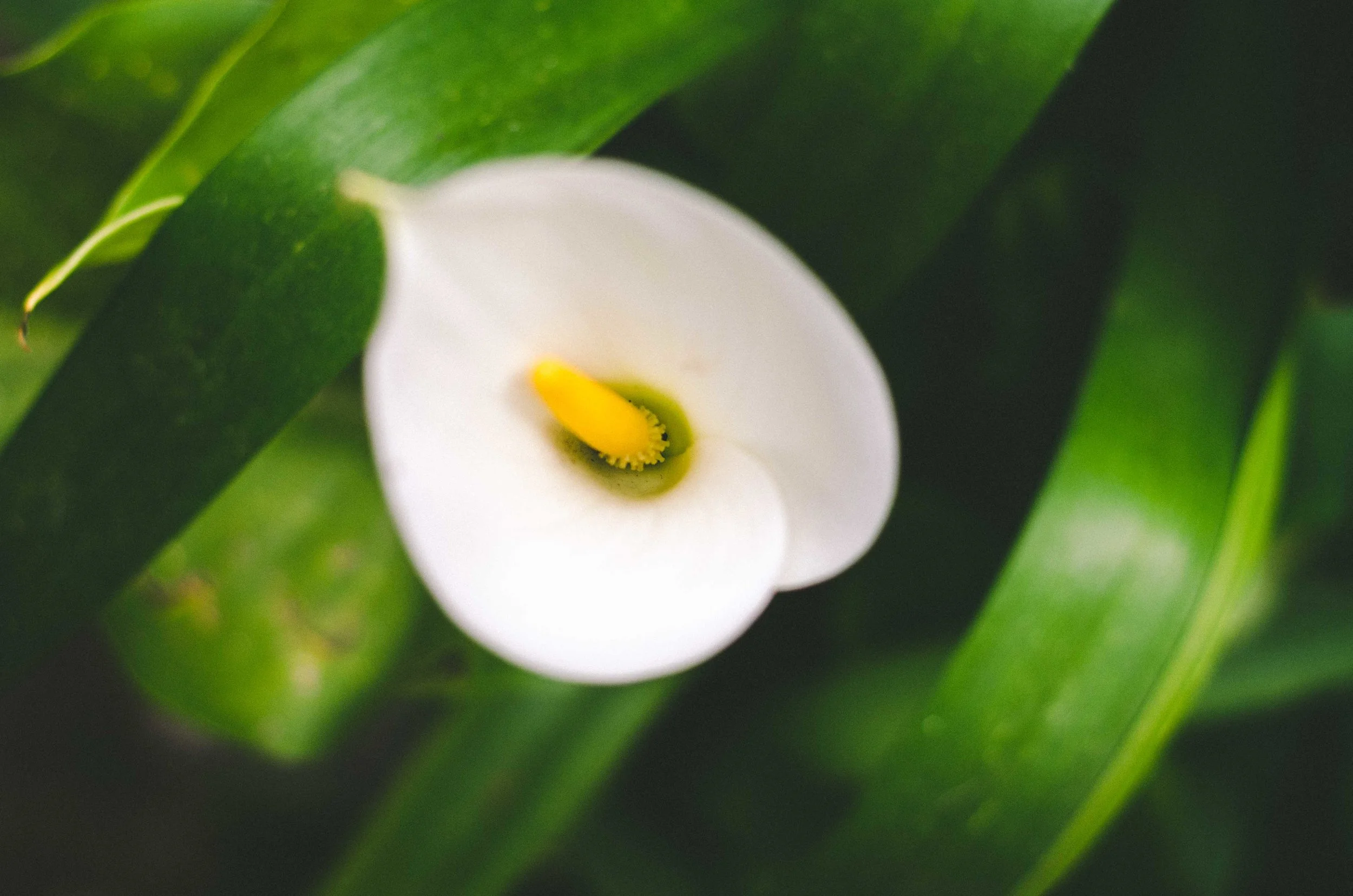 Gardens around Monserrate Palace