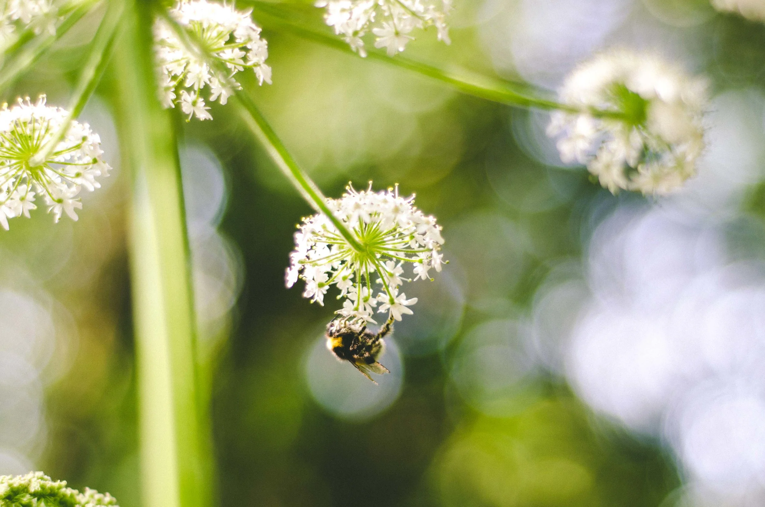 A bee along the trail leading to Palácio da Pena