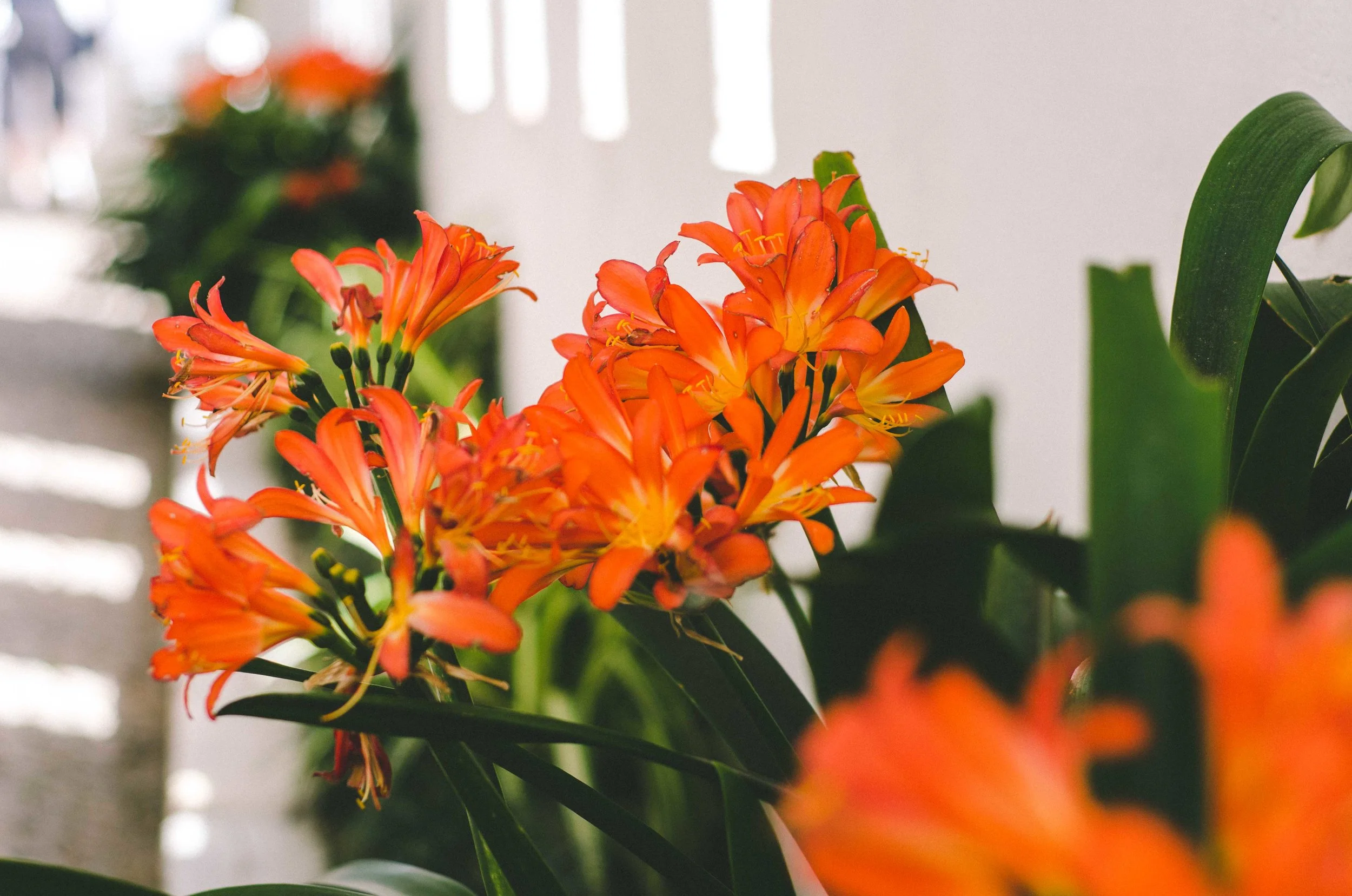Lilies in the covered walkway leading up to the palace