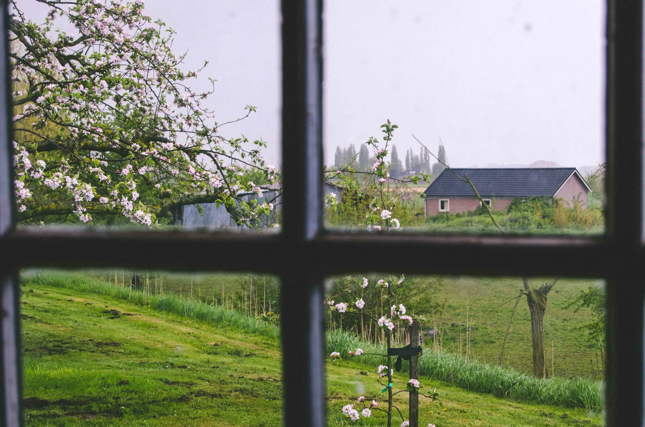 View from the sawmill into an adjacent pasture.