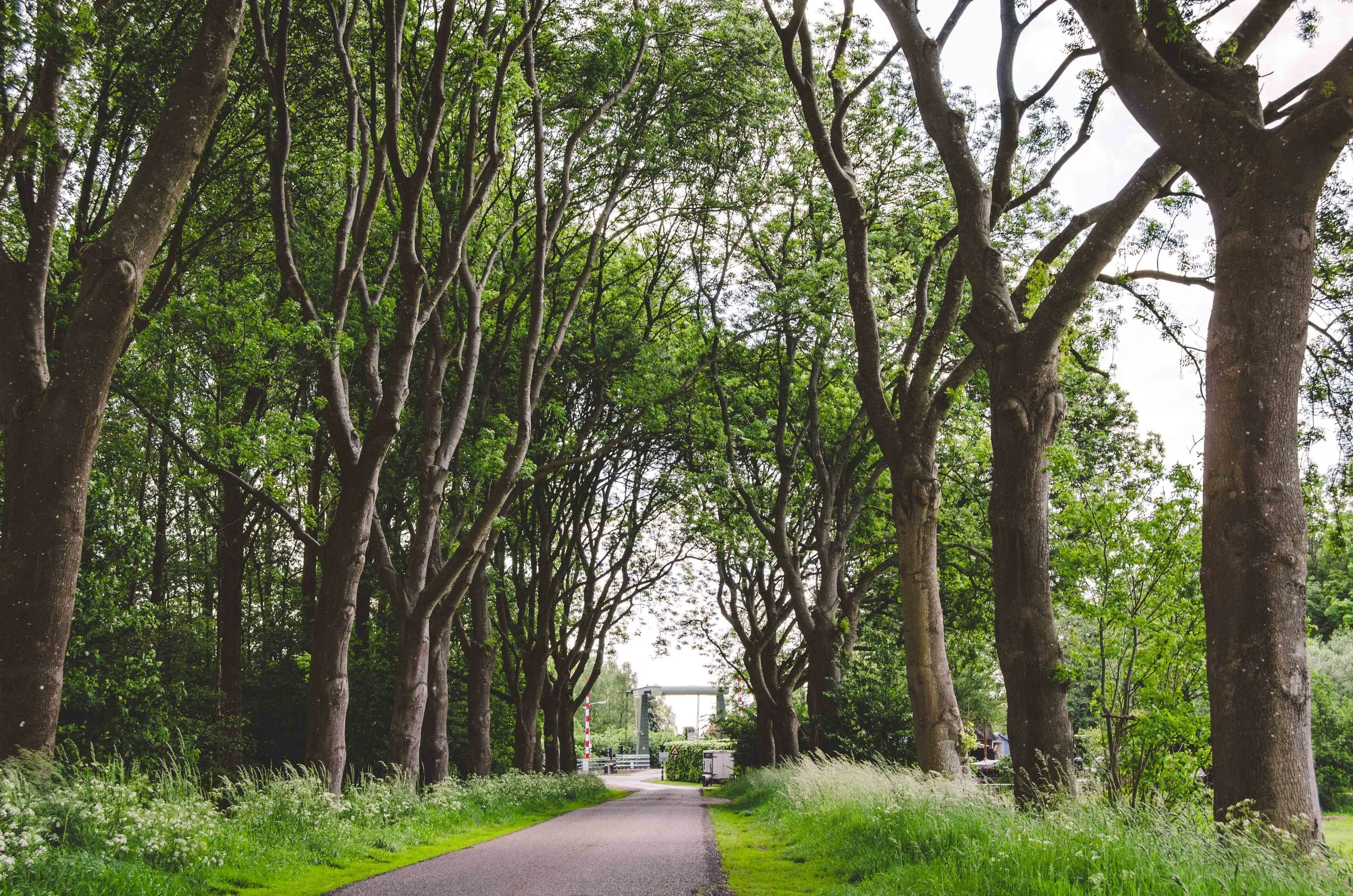 Tree-lined path back towards the town center