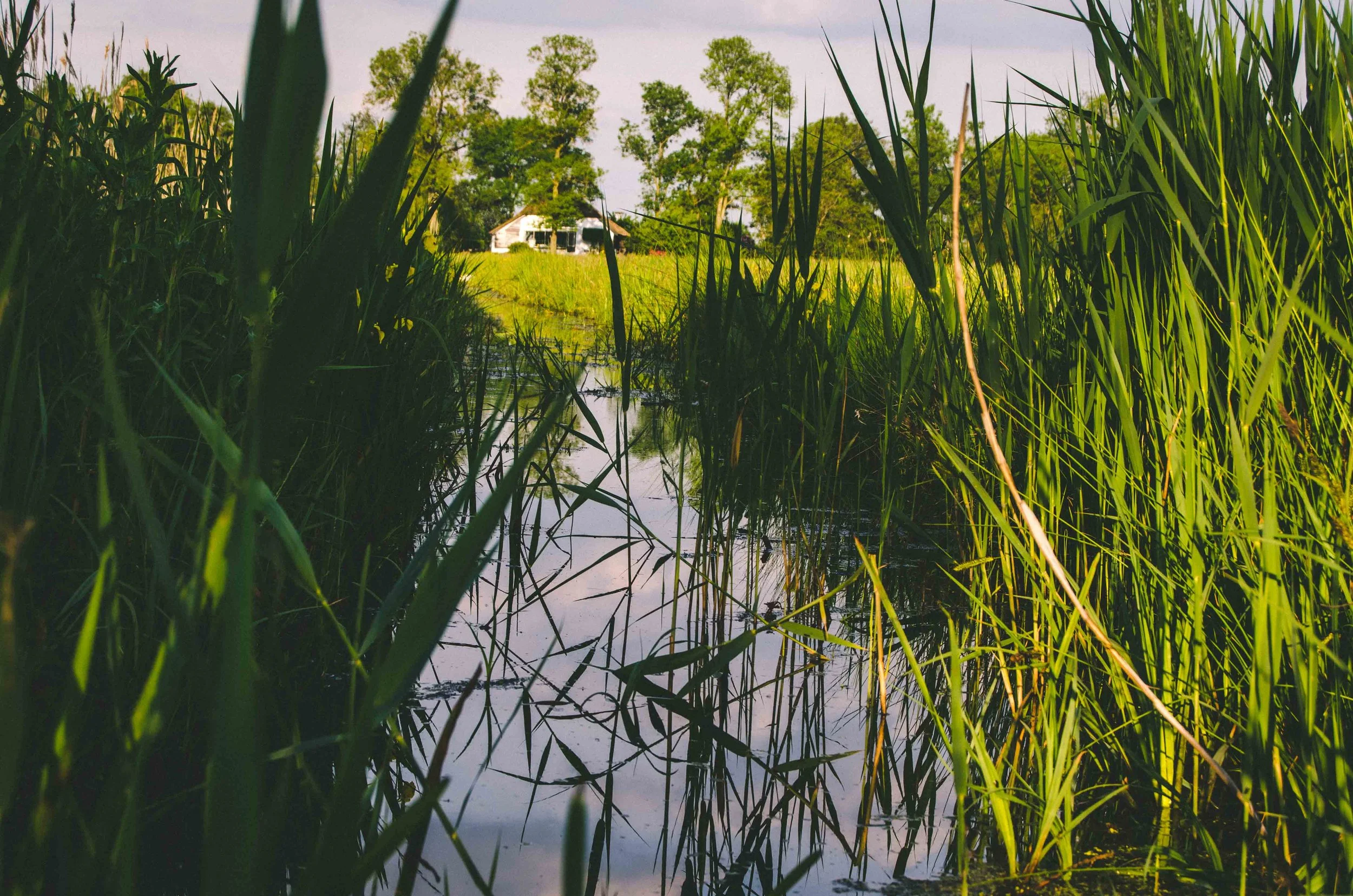 Swampy marsh