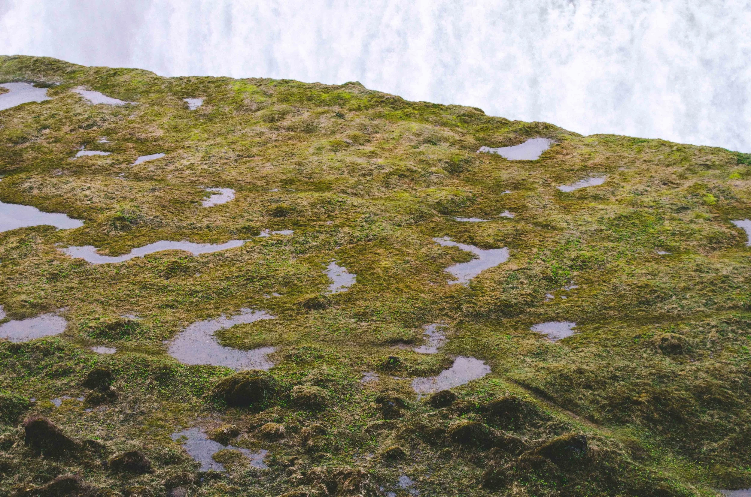 Moss soaked in mist from Gullfoss in the background