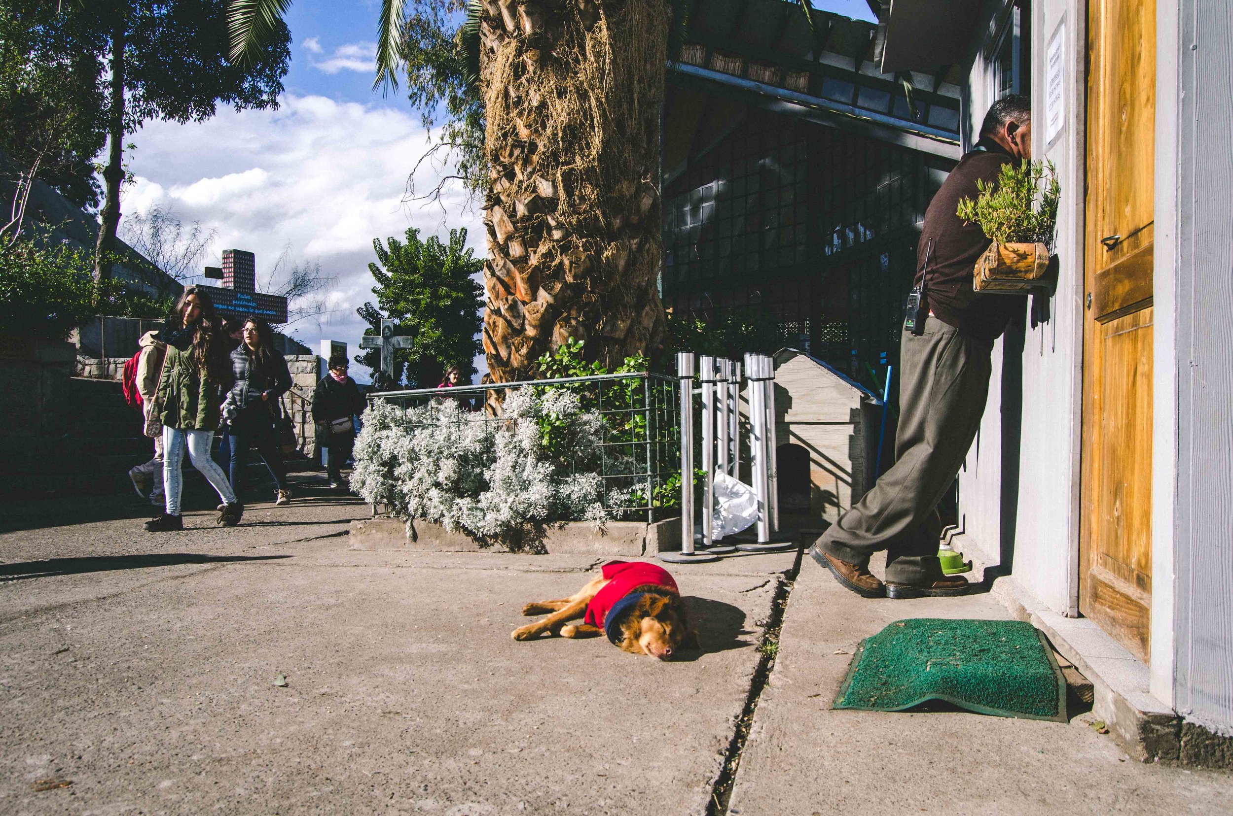  A dog’s life here isn’t always bad. Some have winter coats and even neck warmers (a human headband around its neck). 